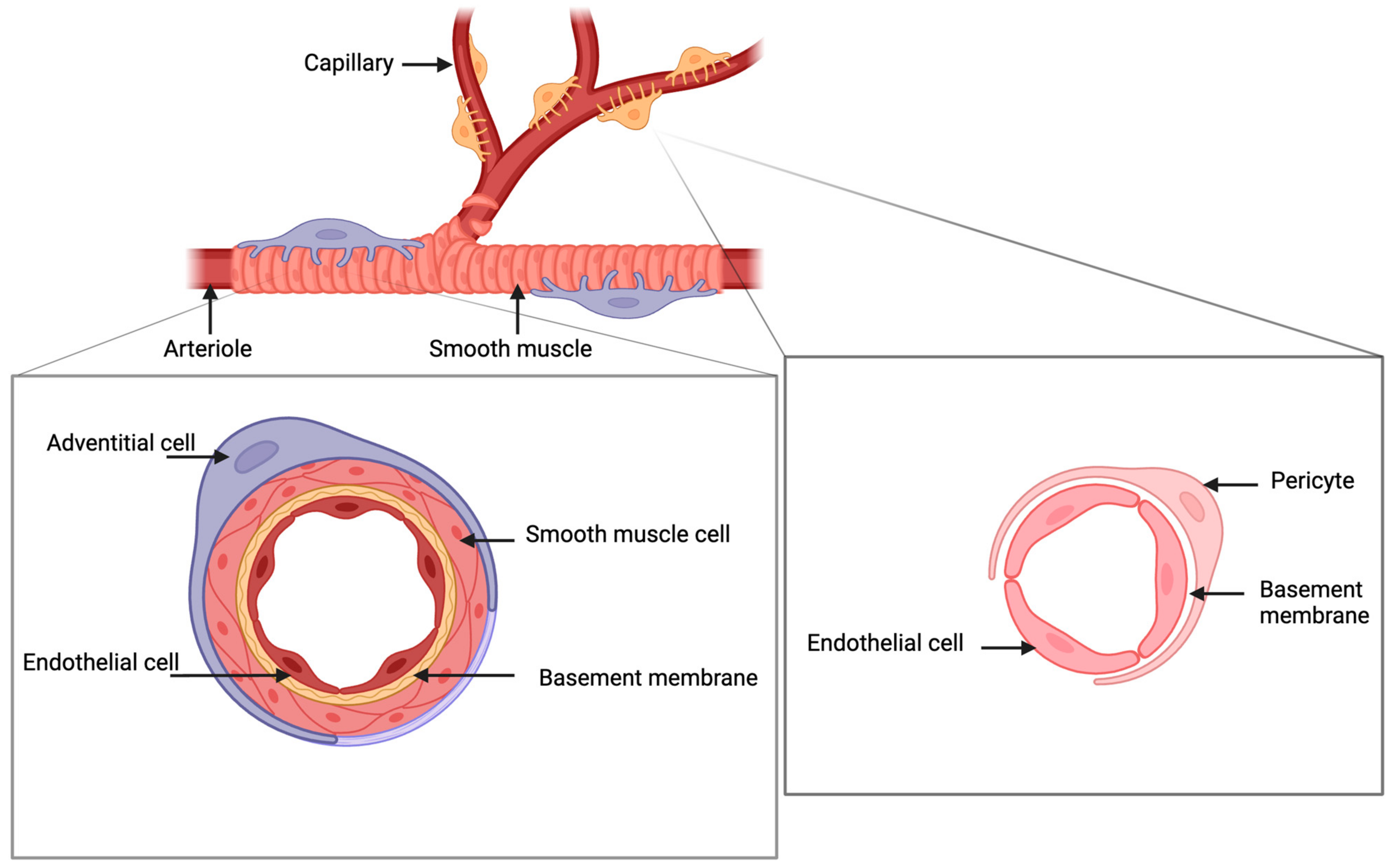 Cells 13 01510 g001 Cells 13 01510 g001