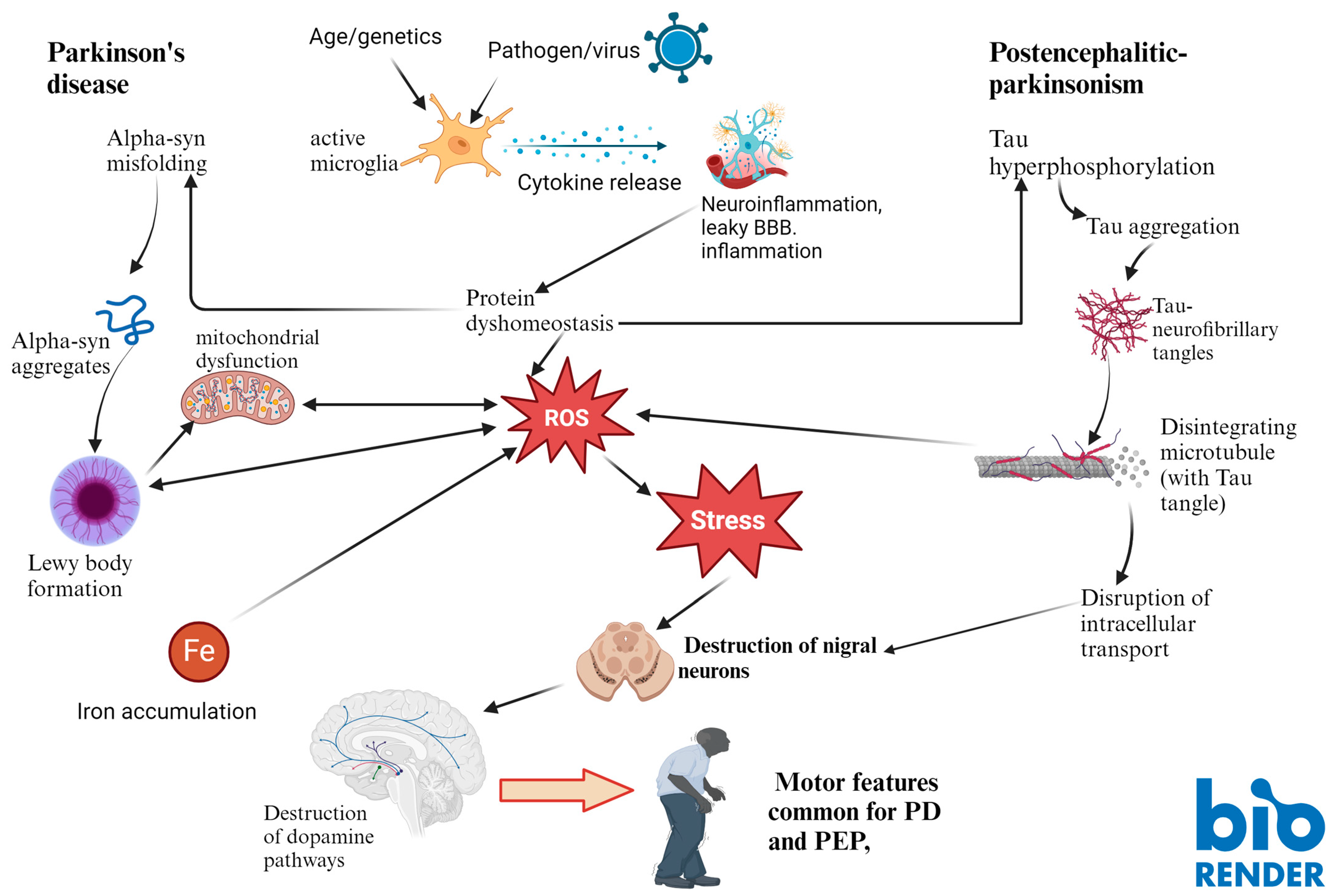 Cells 13 01511 g002 Cells 13 01511 g002