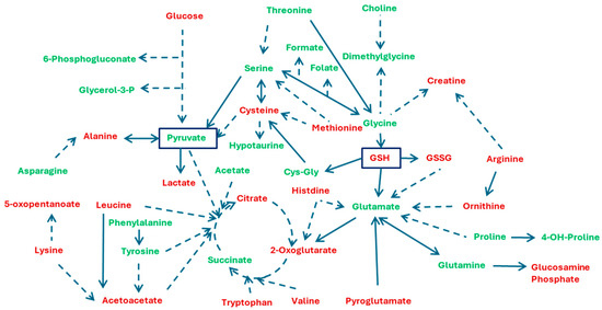 glutathione vs glutathione precursors Glutathione precursor amino acids, permeases and enzymes, involved in