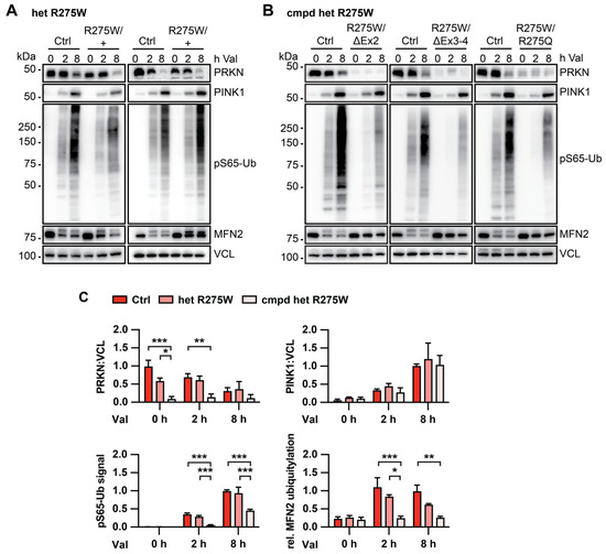 Structural and Functional Characterization of the Most
