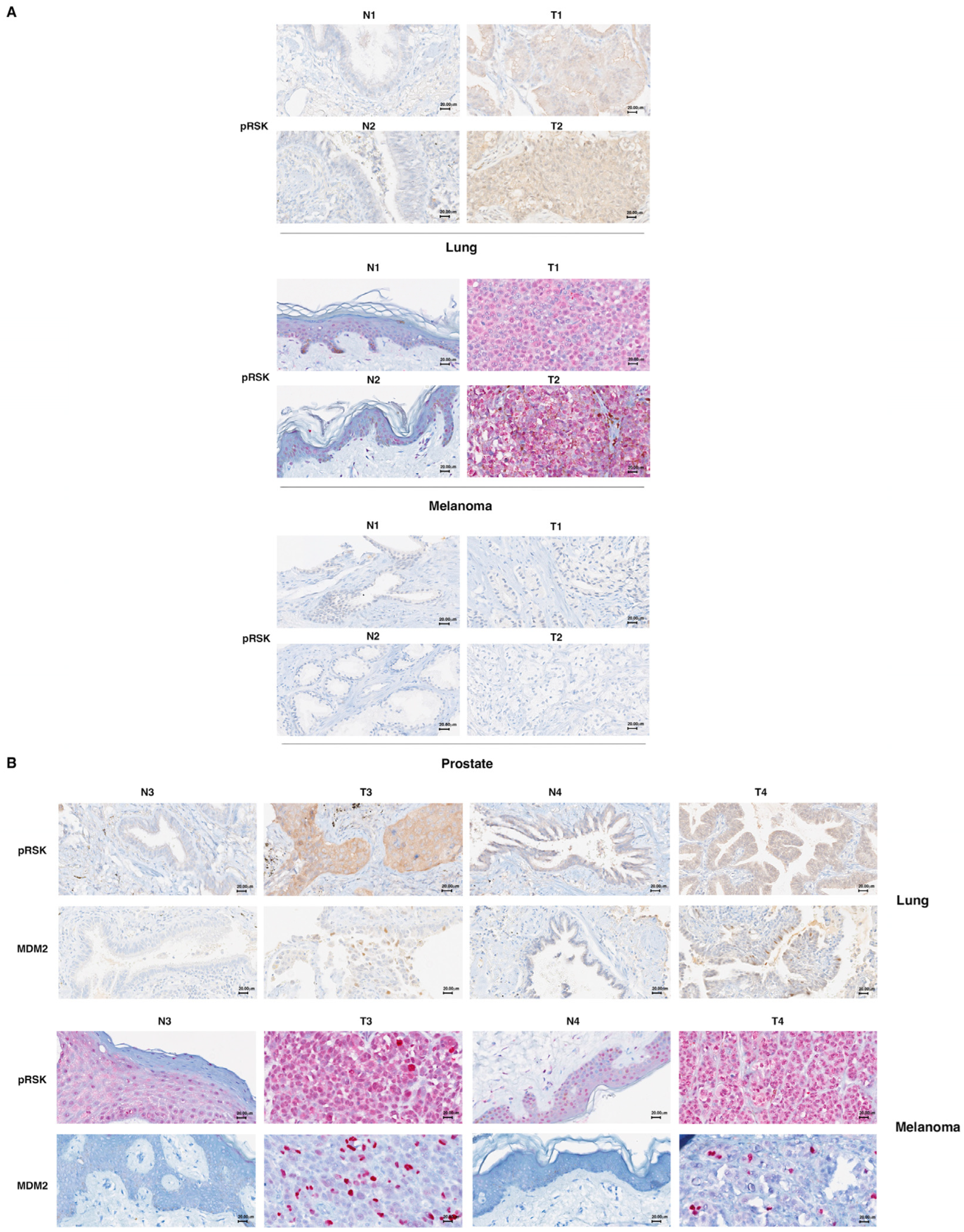 Cells 13 01546 g005 Cells 13 01546 g005
