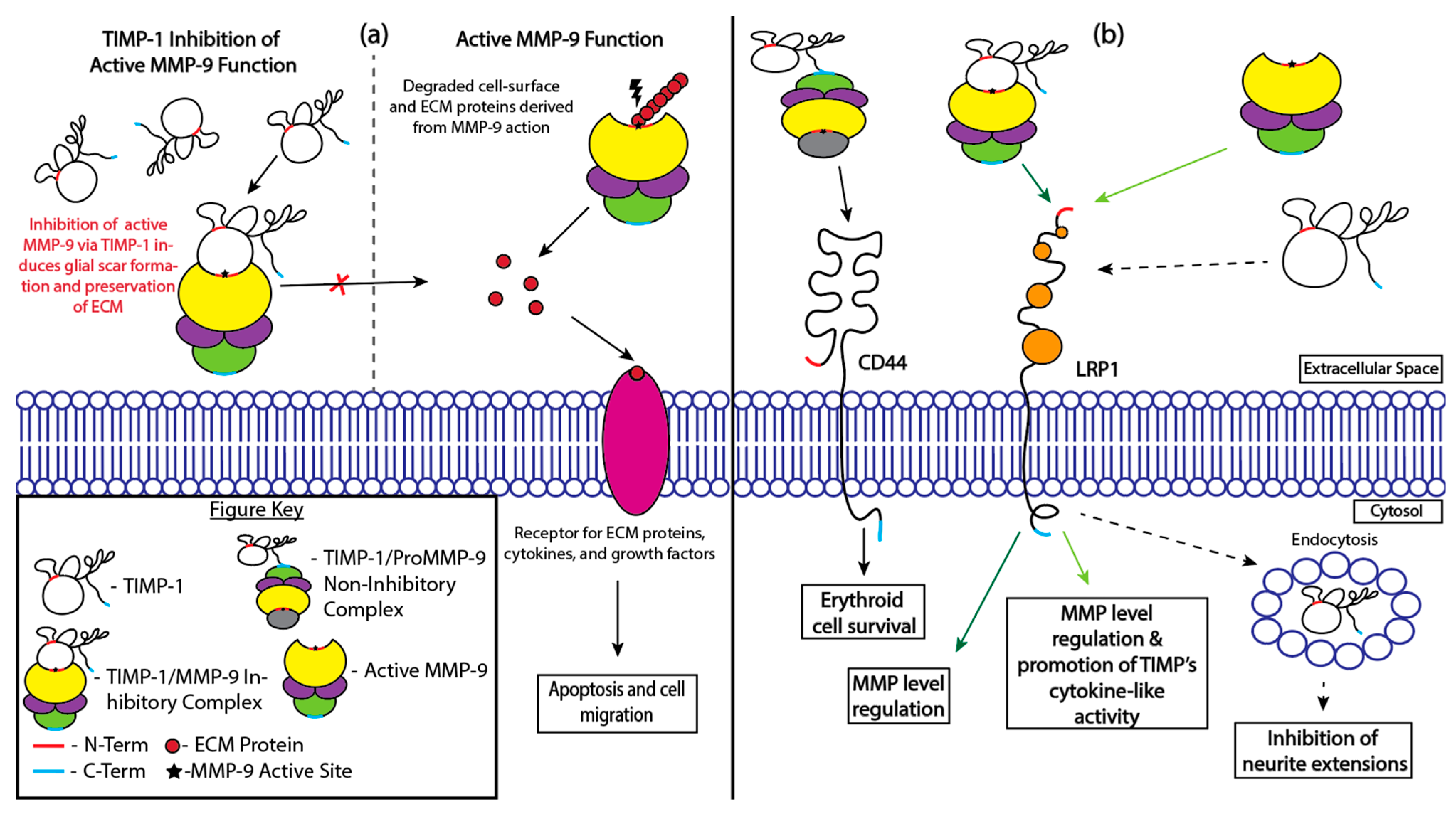 Cells 13 01547 g002 Cells 13 01547 g002
