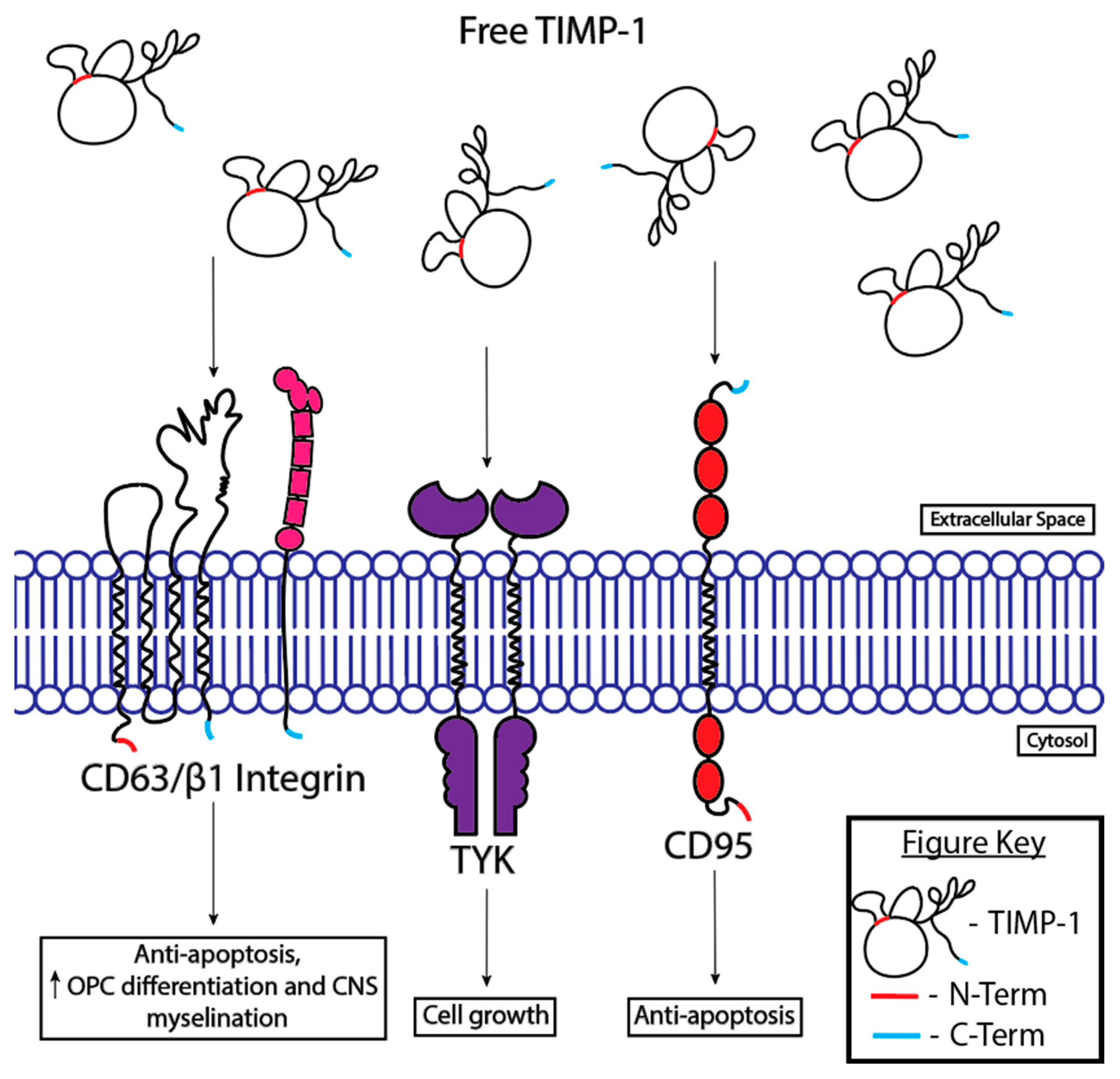 Cells 13 01547 g003 Cells 13 01547 g003