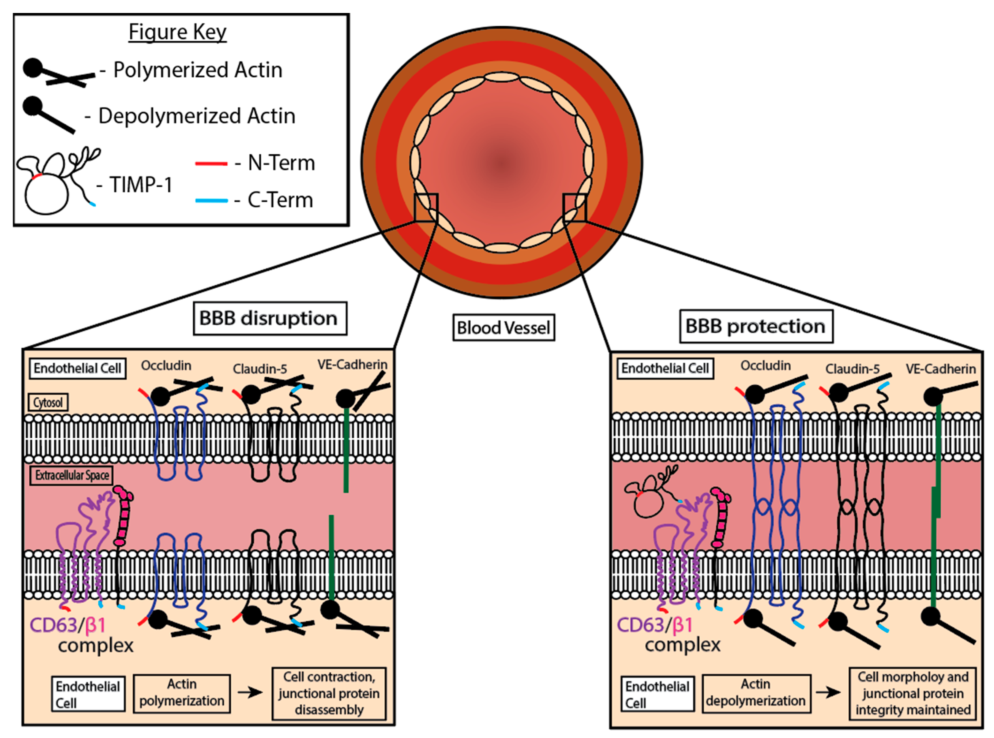 Cells 13 01547 g004 Cells 13 01547 g004
