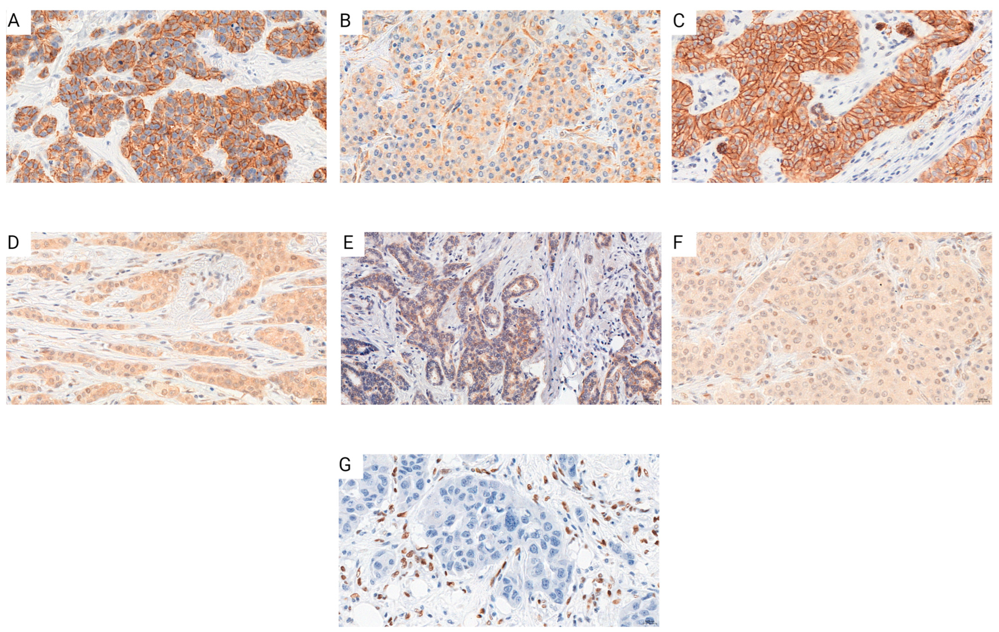Cells 13 01548 g001