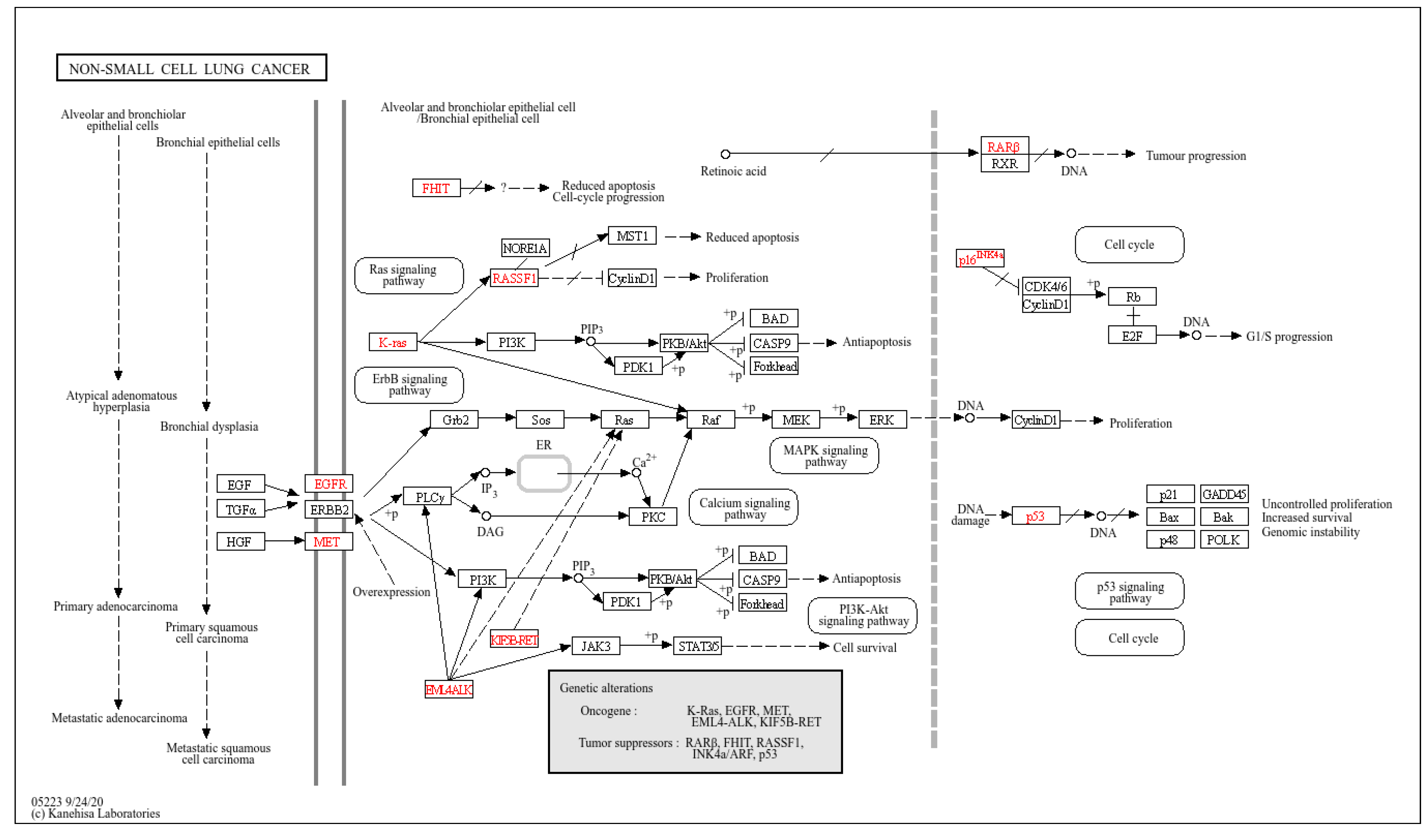 Cells 13 01562 g005 Cells 13 01562 g005