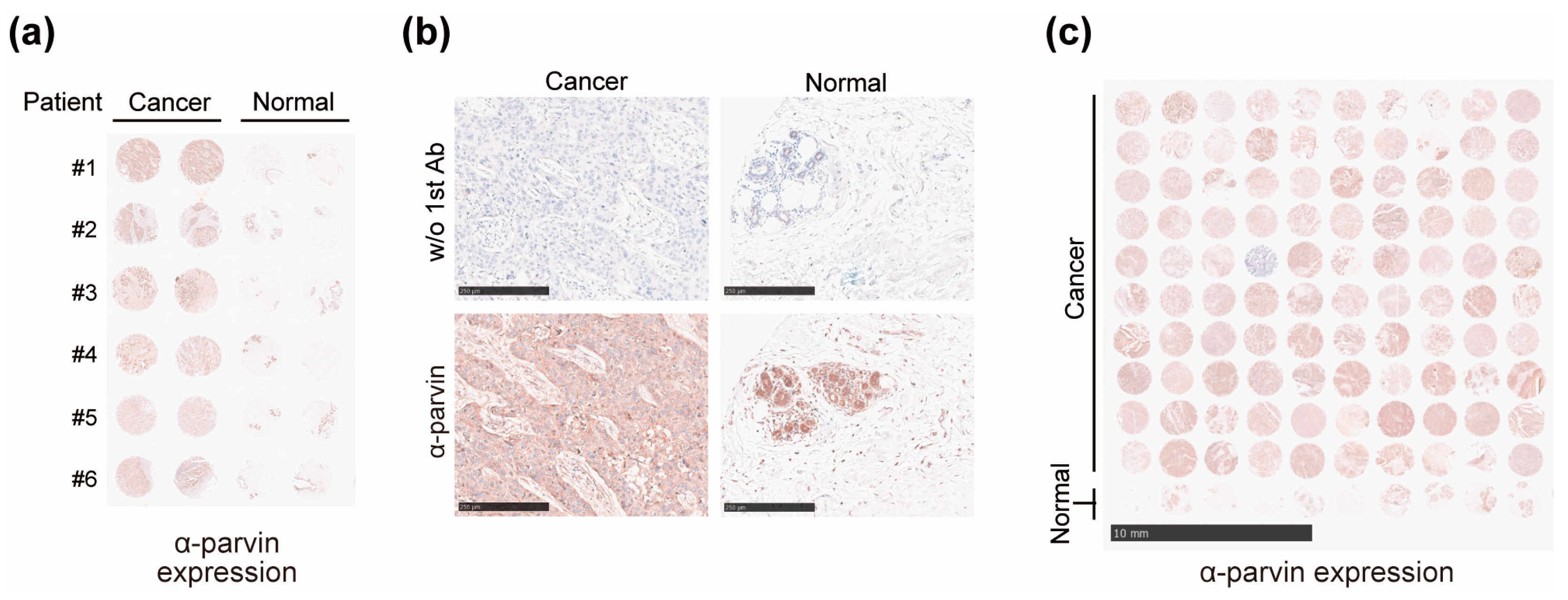 Cells 13 01572 g002 Cells 13 01572 g002