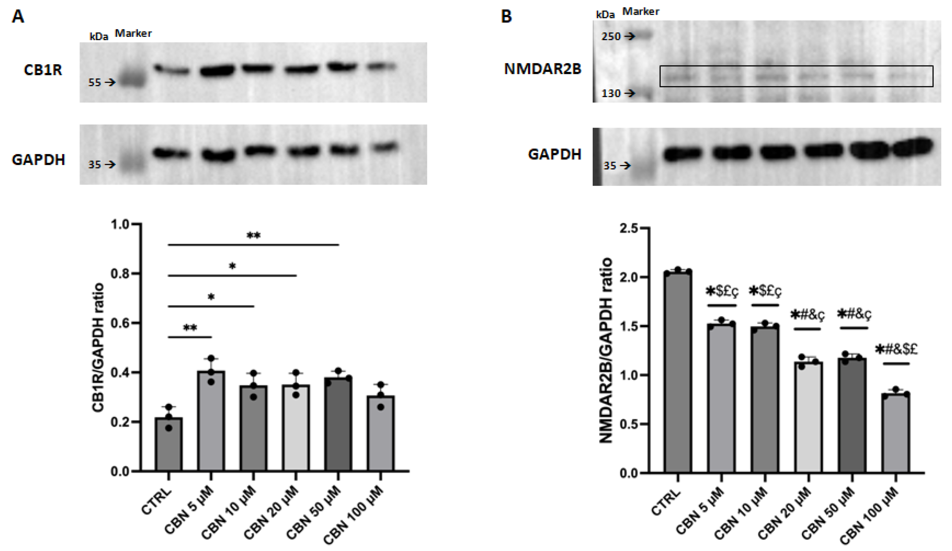 Cells 13 01573 g005 Cells 13 01573 g005