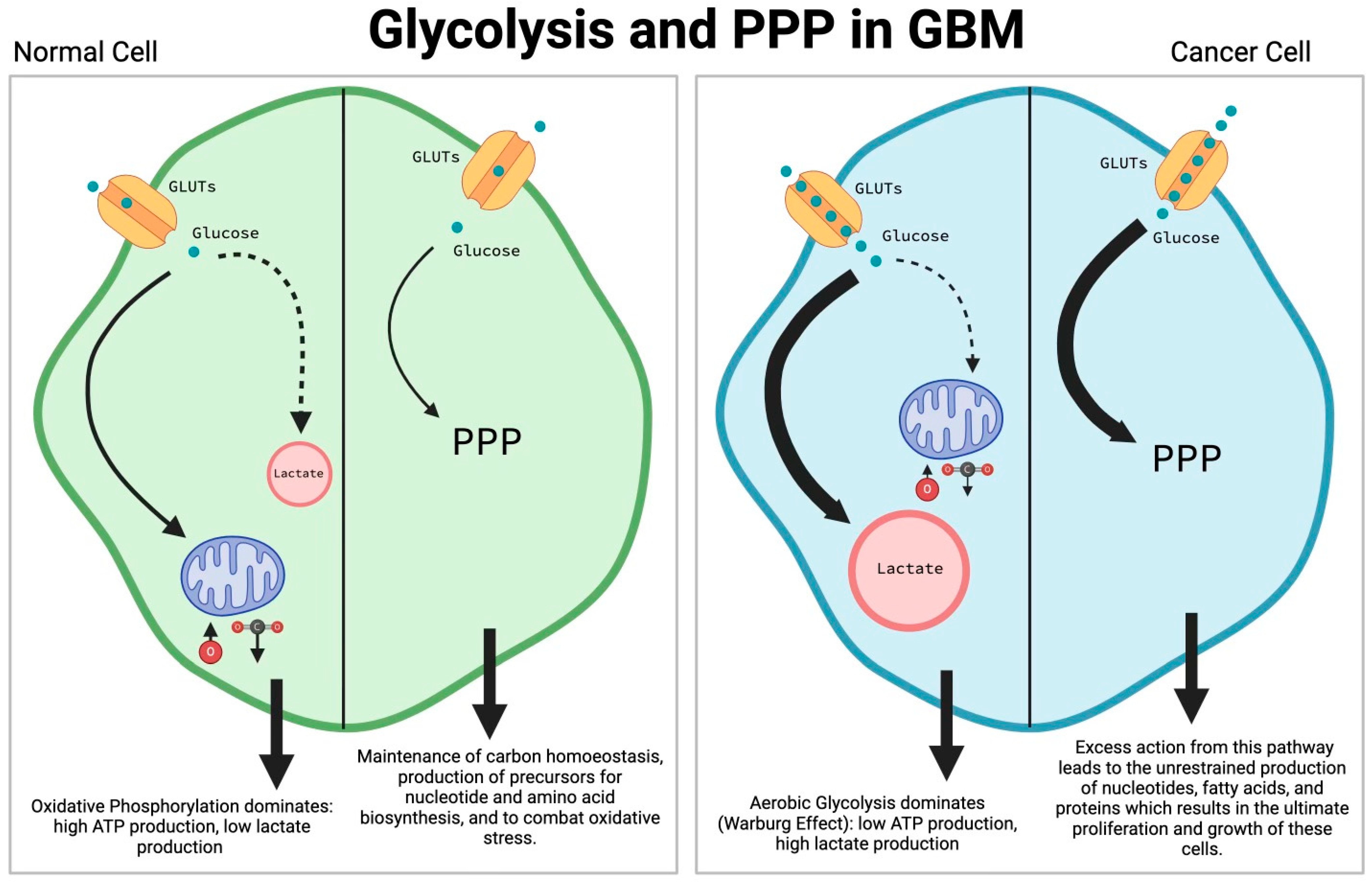 Metabolic Reprogramming in Glioblastoma Multiforme: A Review of Pathways  and Therapeutic Targets