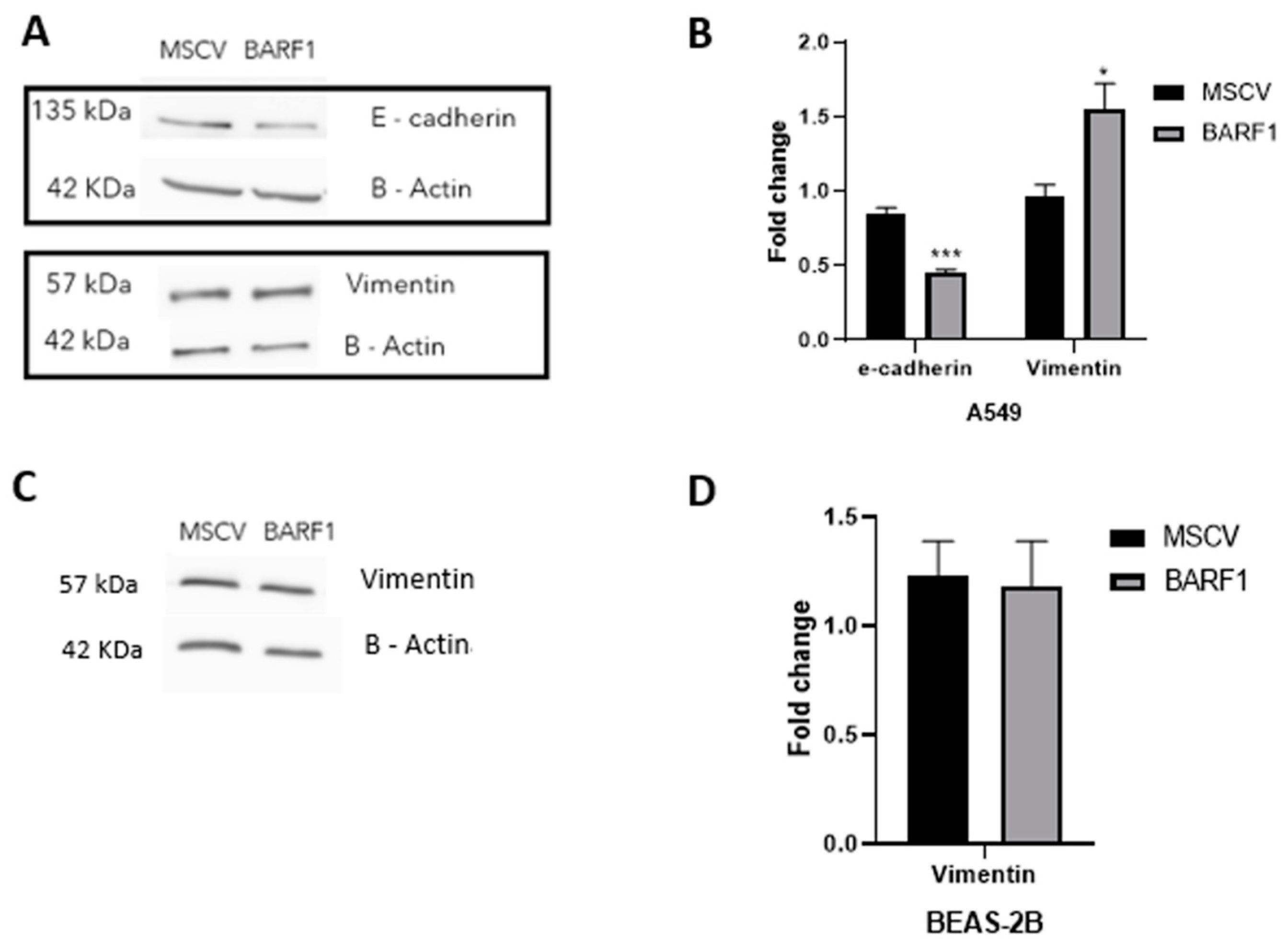 Cells 13 01578 g008 Cells 13 01578 g008