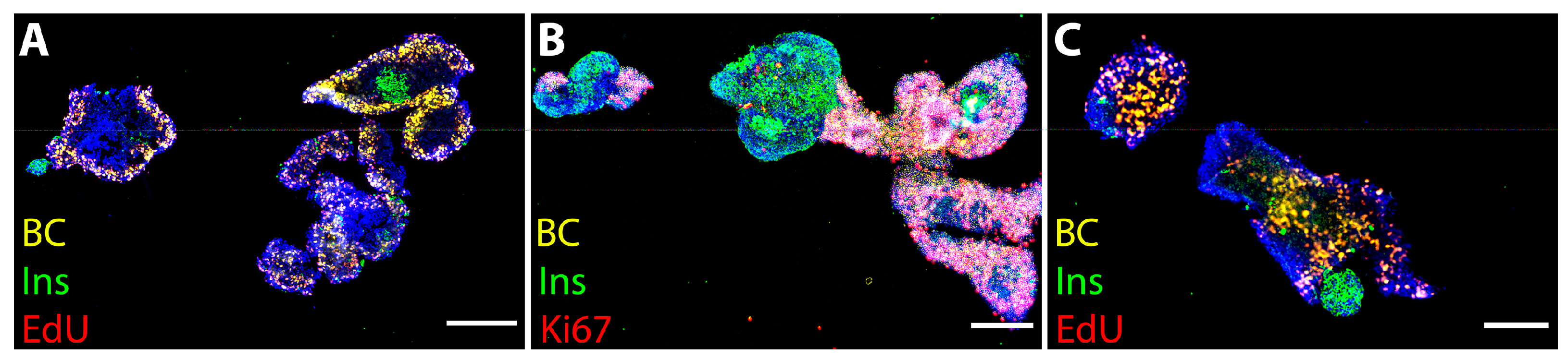 Cells 13 01588 g004 Cells 13 01588 g004