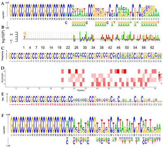 Genetic Variations in the NRF2 Microsatellite Contribute to