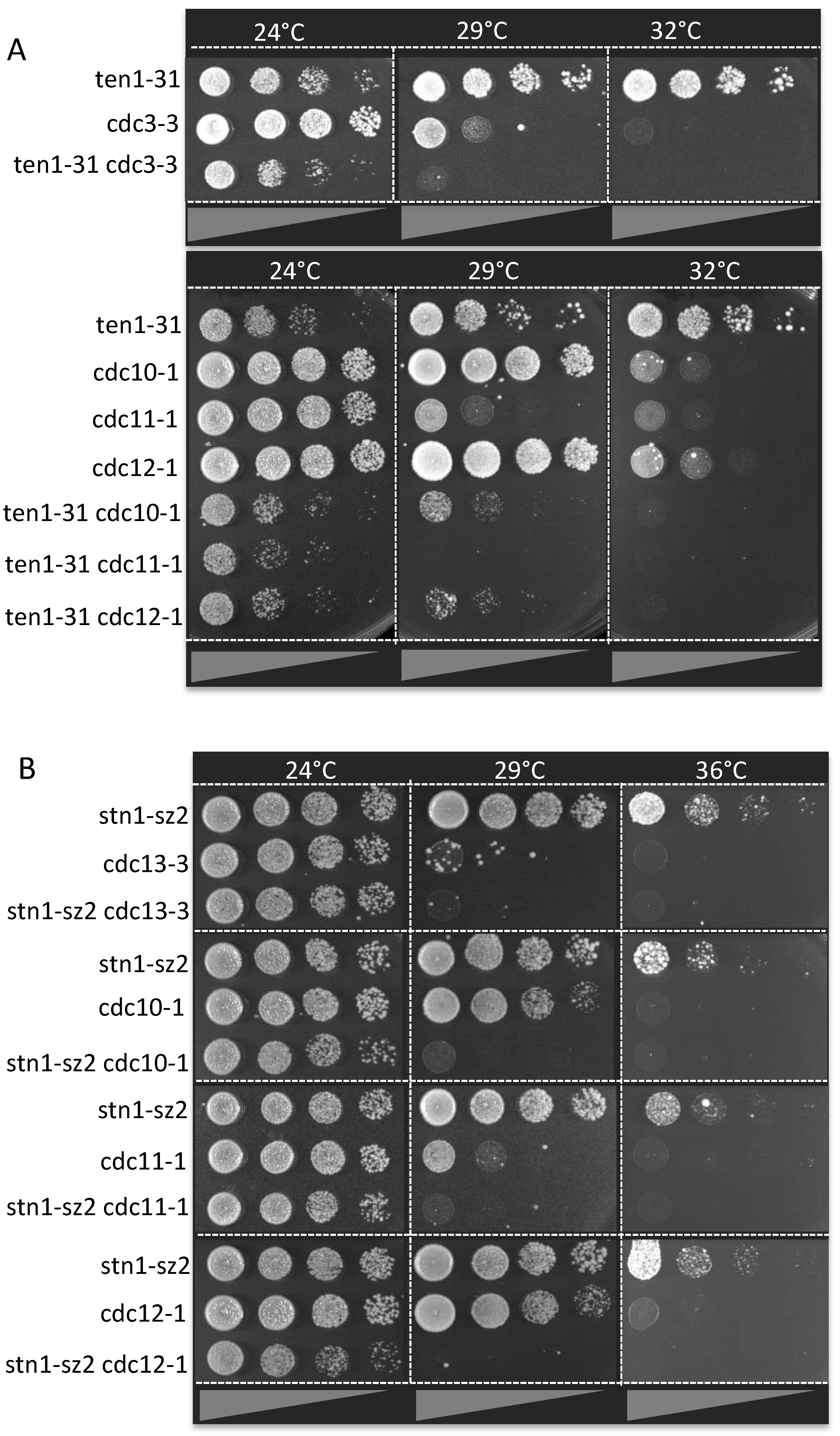 Cells 13 01605 g003 Cells 13 01605 g003