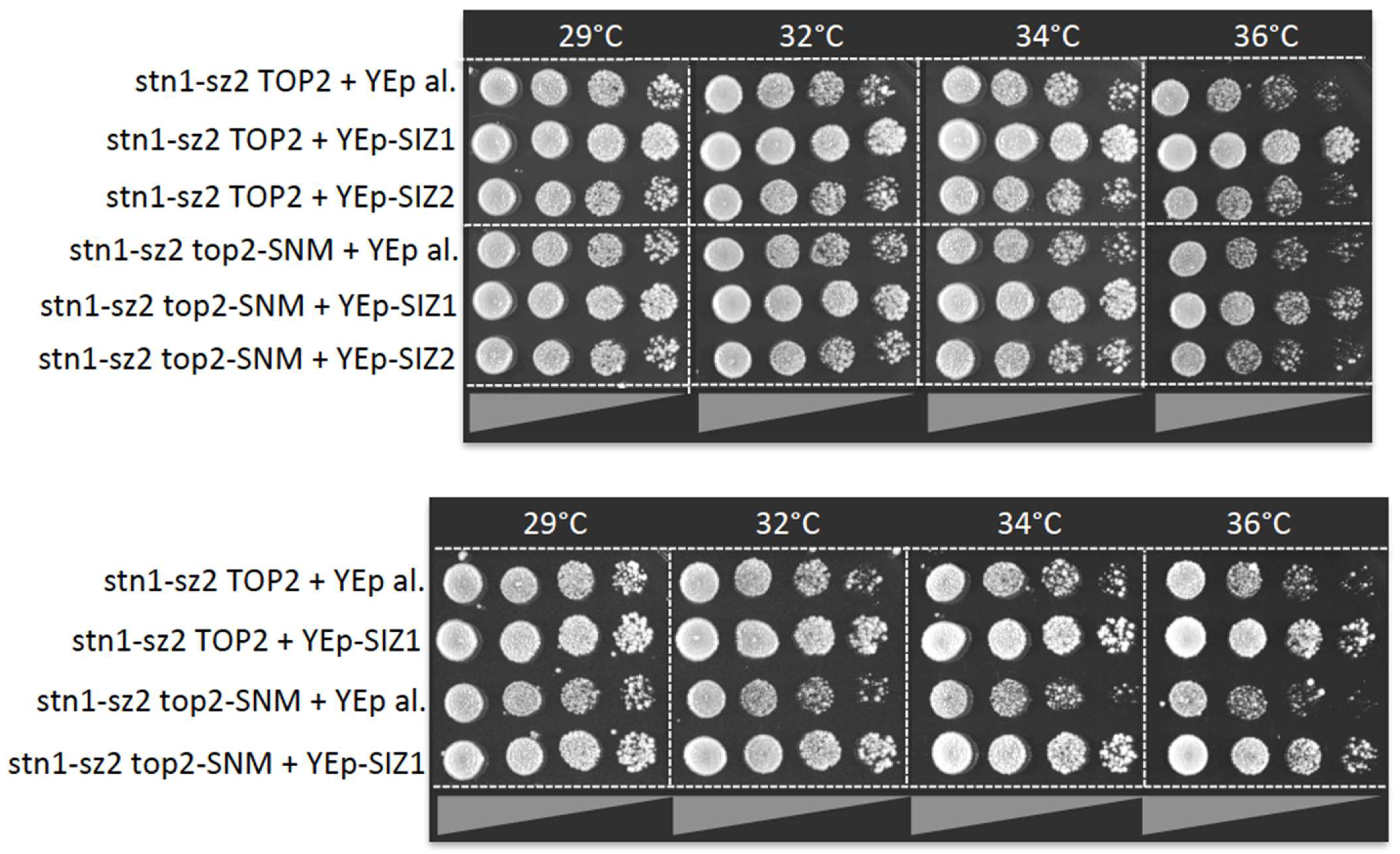 Cells 13 01605 g004 Cells 13 01605 g004
