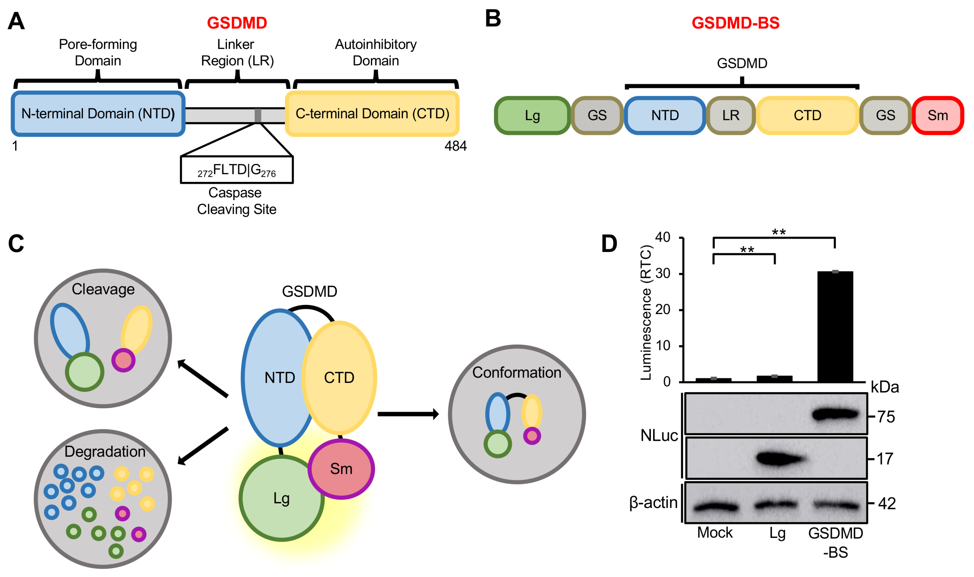 Cells 13 01606 g001