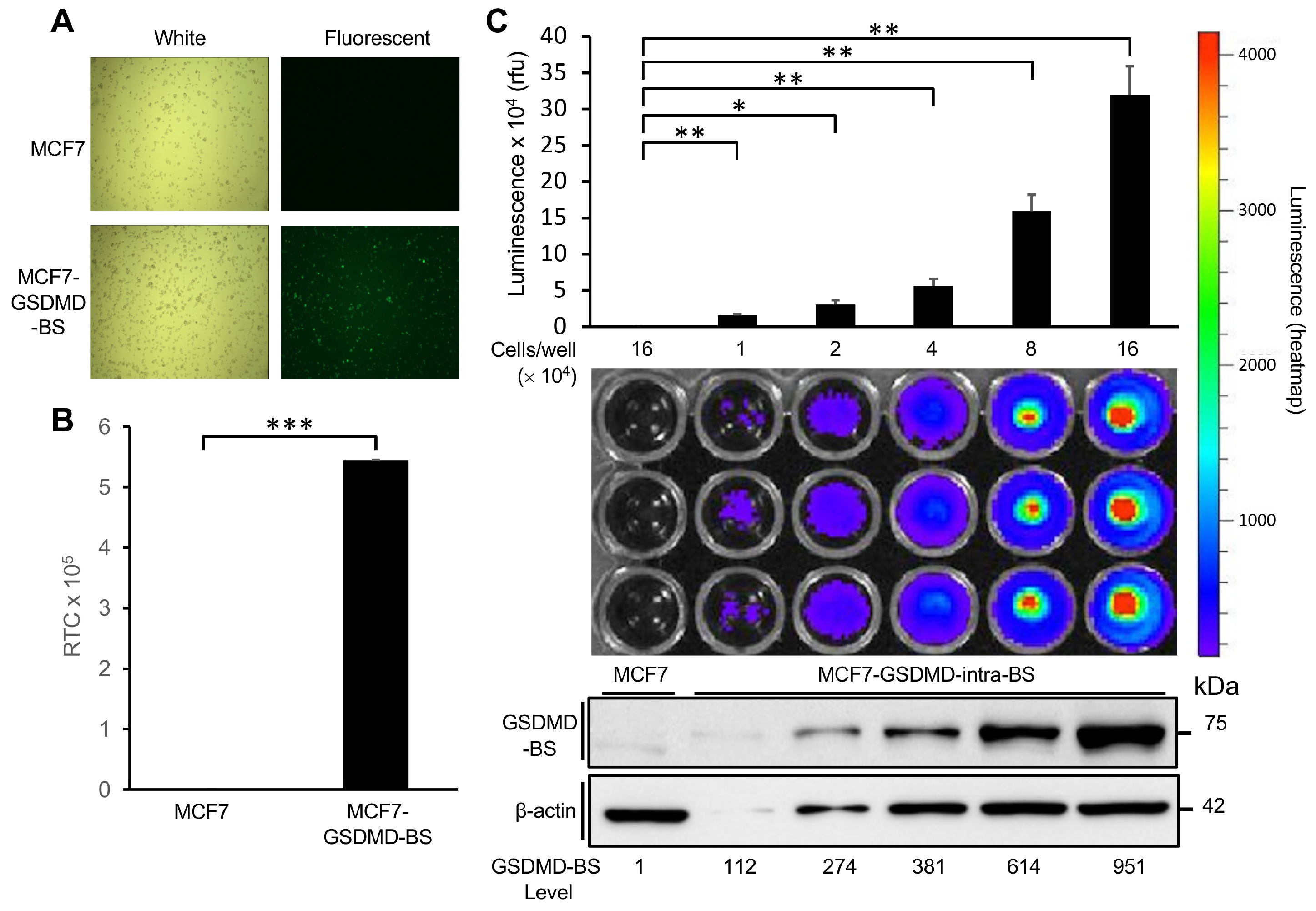 Cells 13 01606 g004