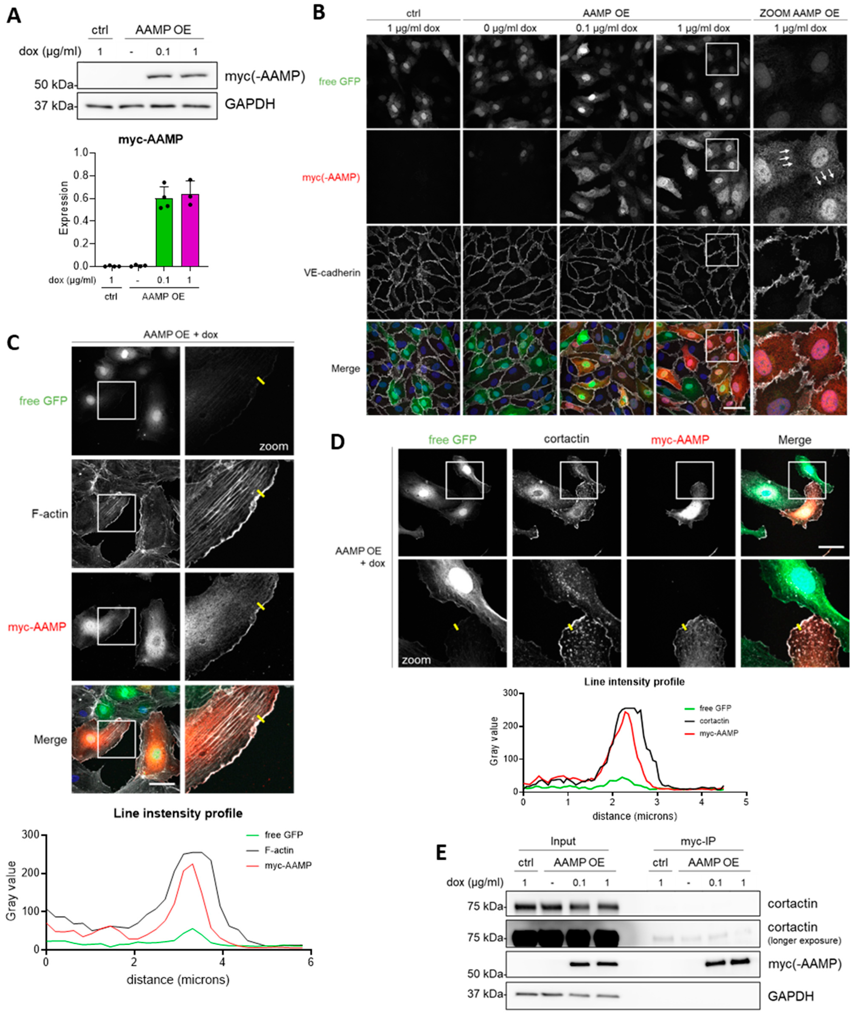 Cells 13 01609 g005 Cells 13 01609 g005