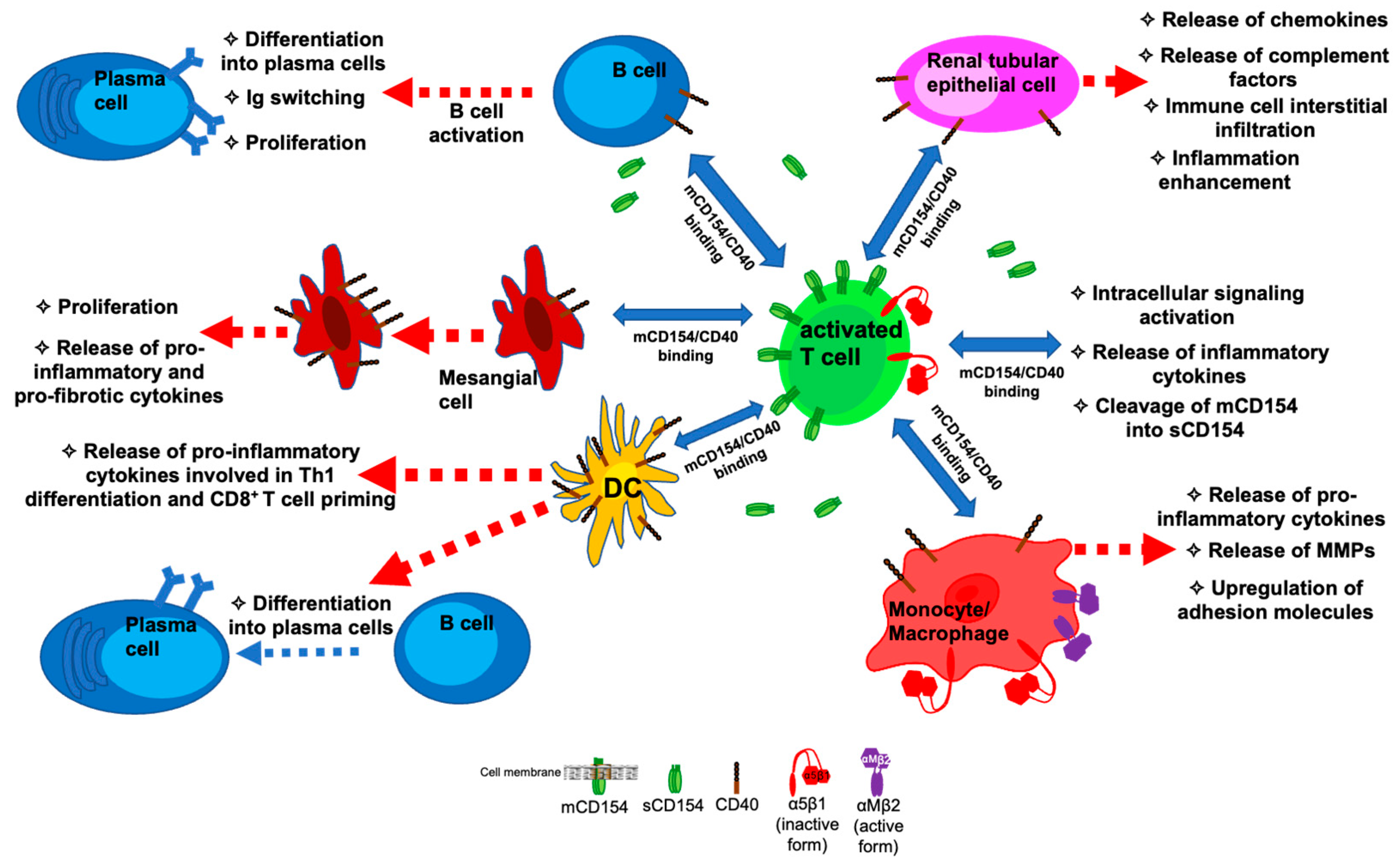 Cells 13 01621 g001 Cells 13 01621 g001