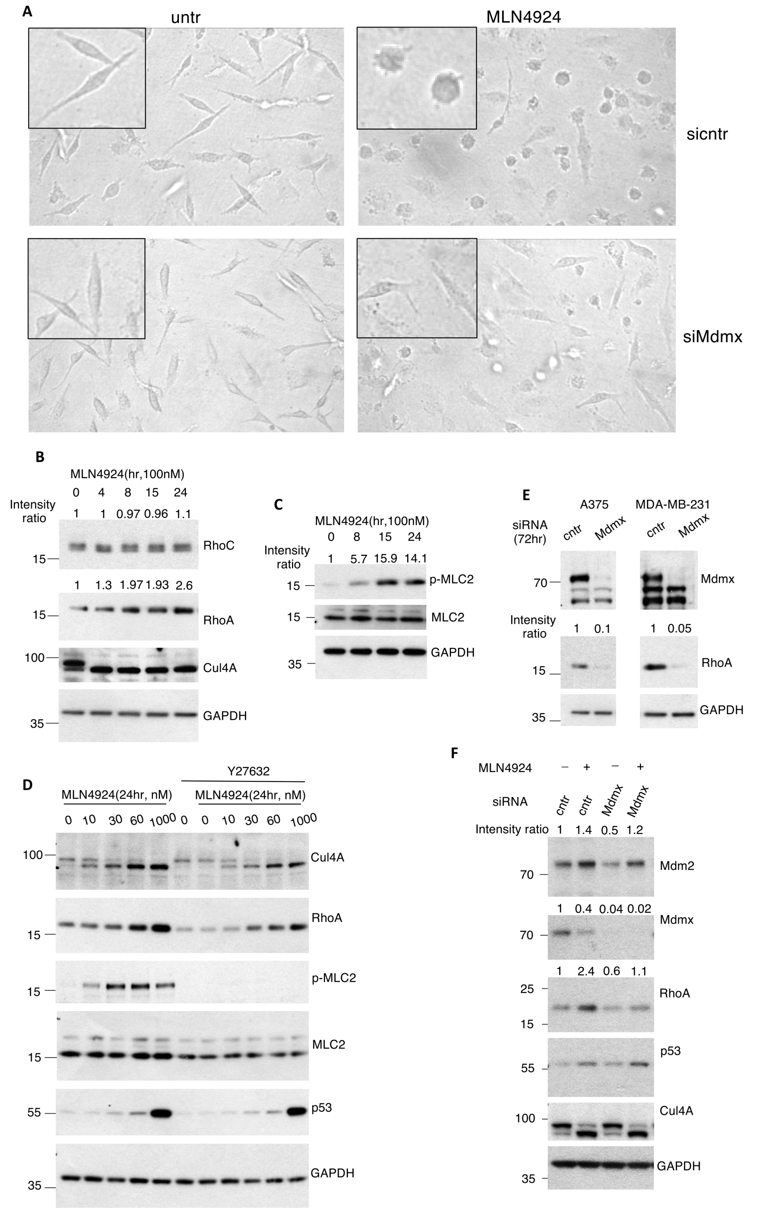 Cells 13 01625 g003 Cells 13 01625 g003