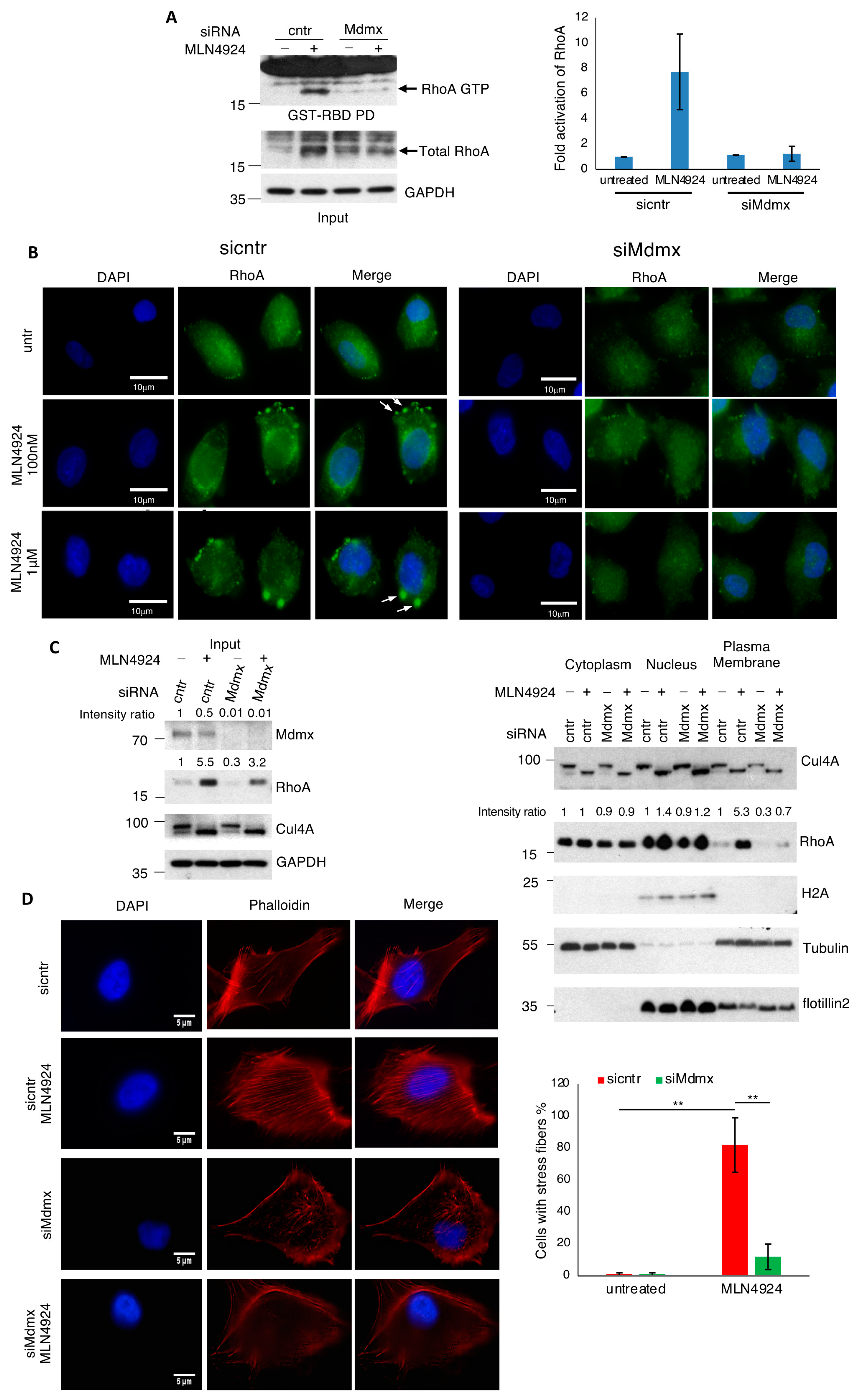 Cells 13 01625 g005 Cells 13 01625 g005