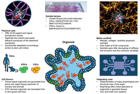 グロリア Bioprinting of Cells, Organoids and Organs-on-a-Chip