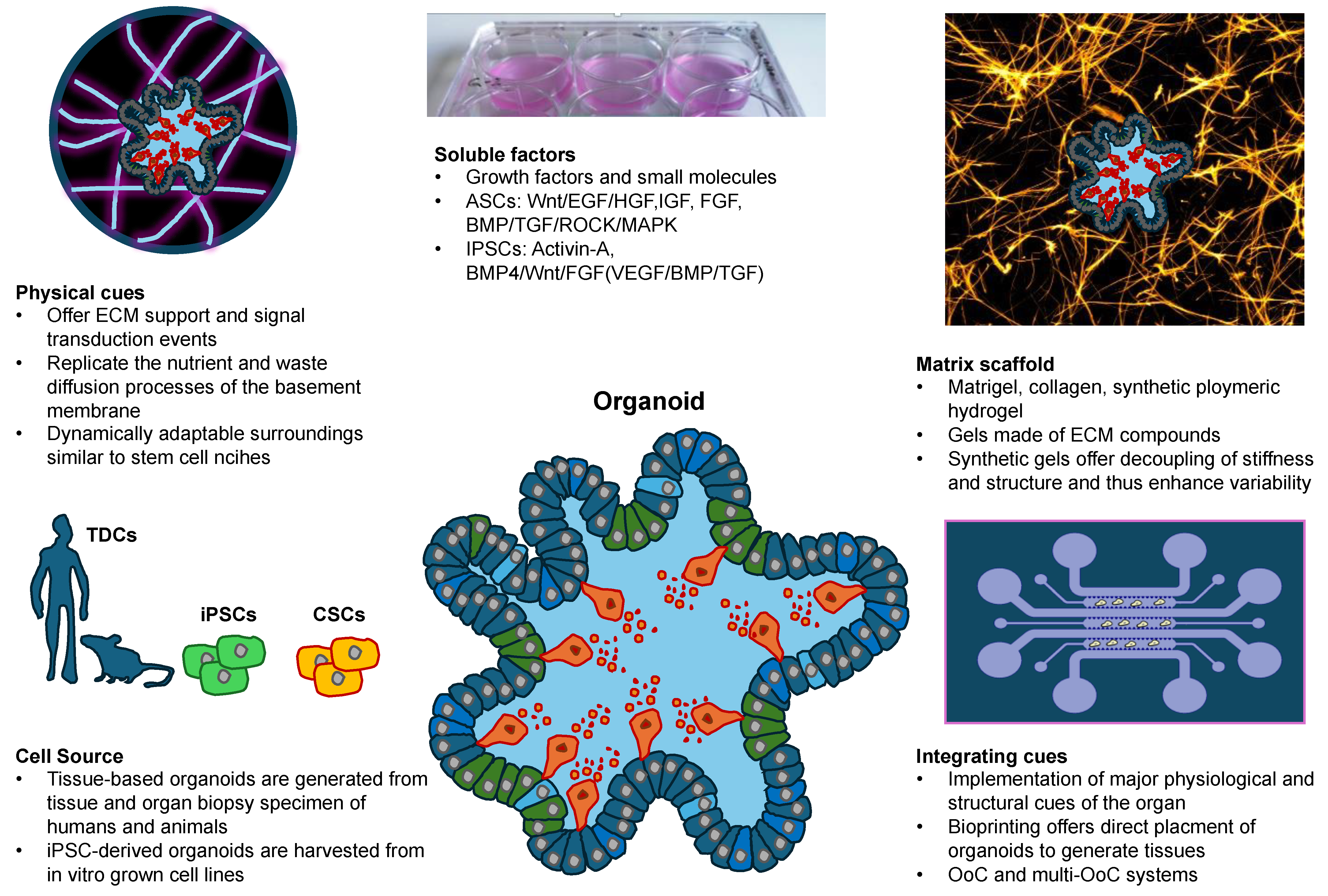 Cells 13 01638 g005 Cells 13 01638 g005