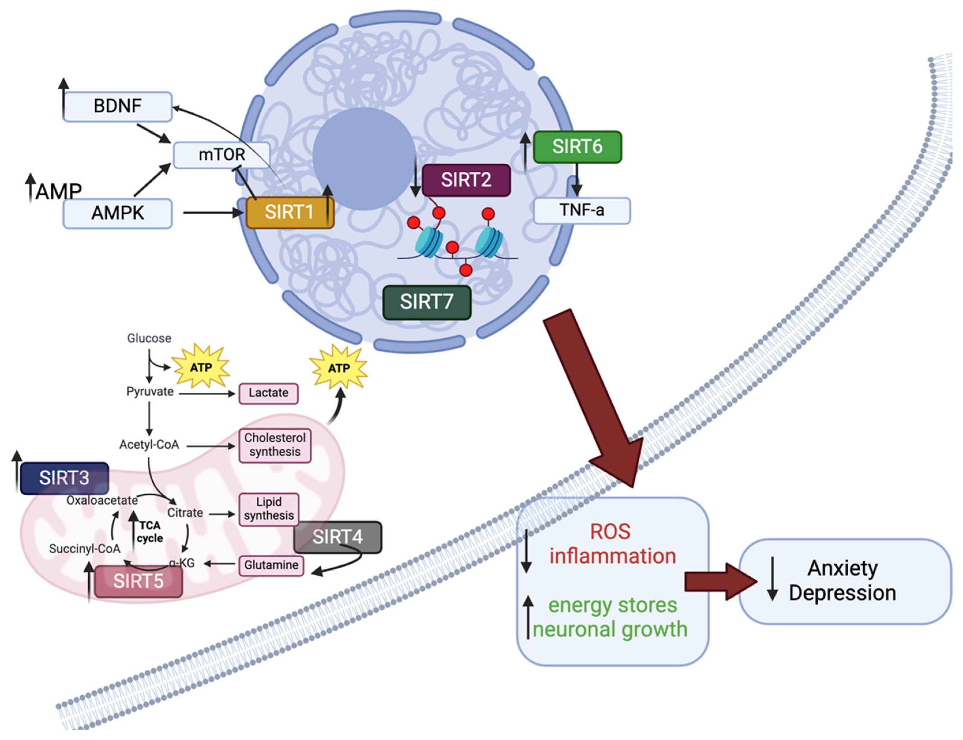 Cells 13 01644 g001 Cells 13 01644 g001