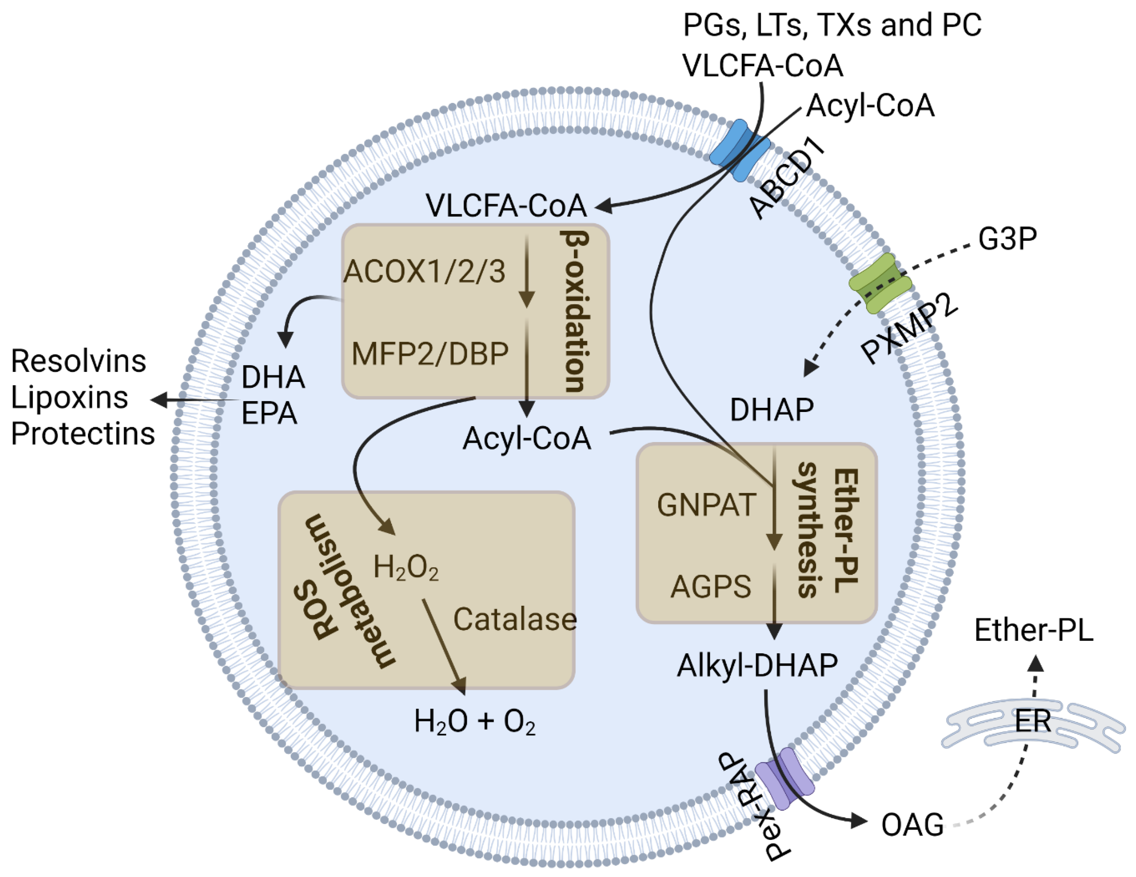 Cells 13 01655 g001 Cells 13 01655 g001