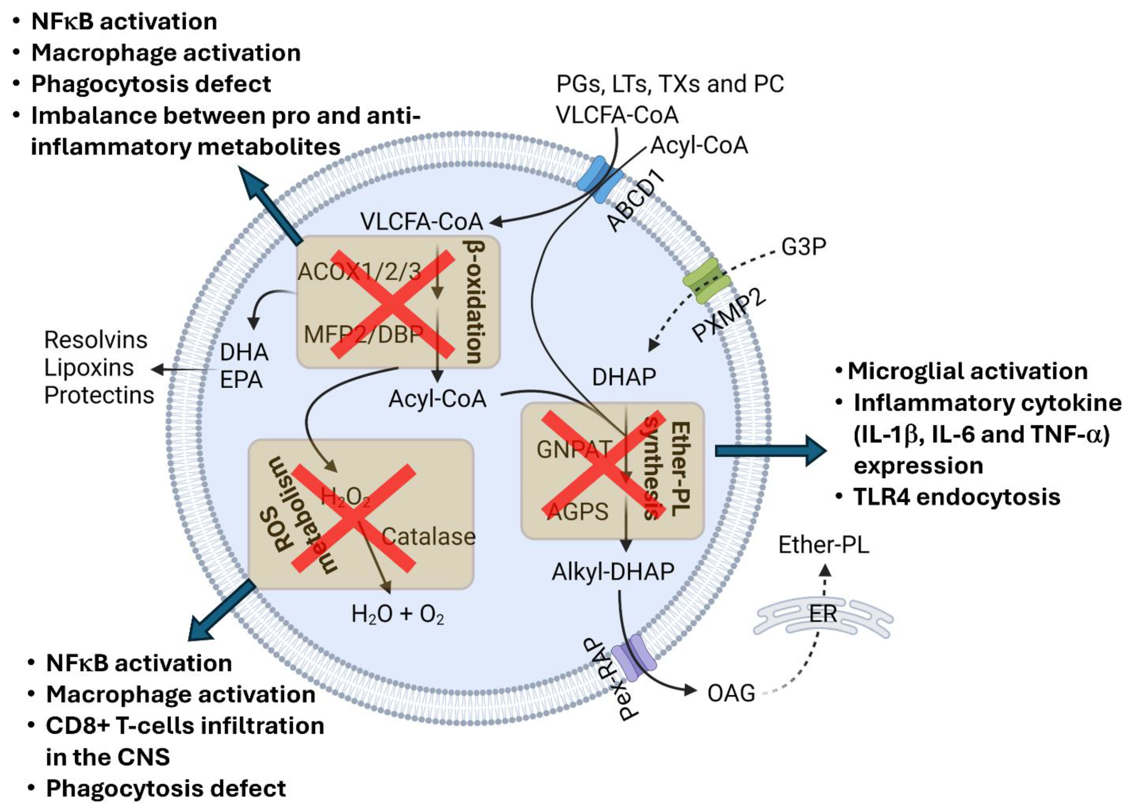Cells 13 01655 g002 Cells 13 01655 g002