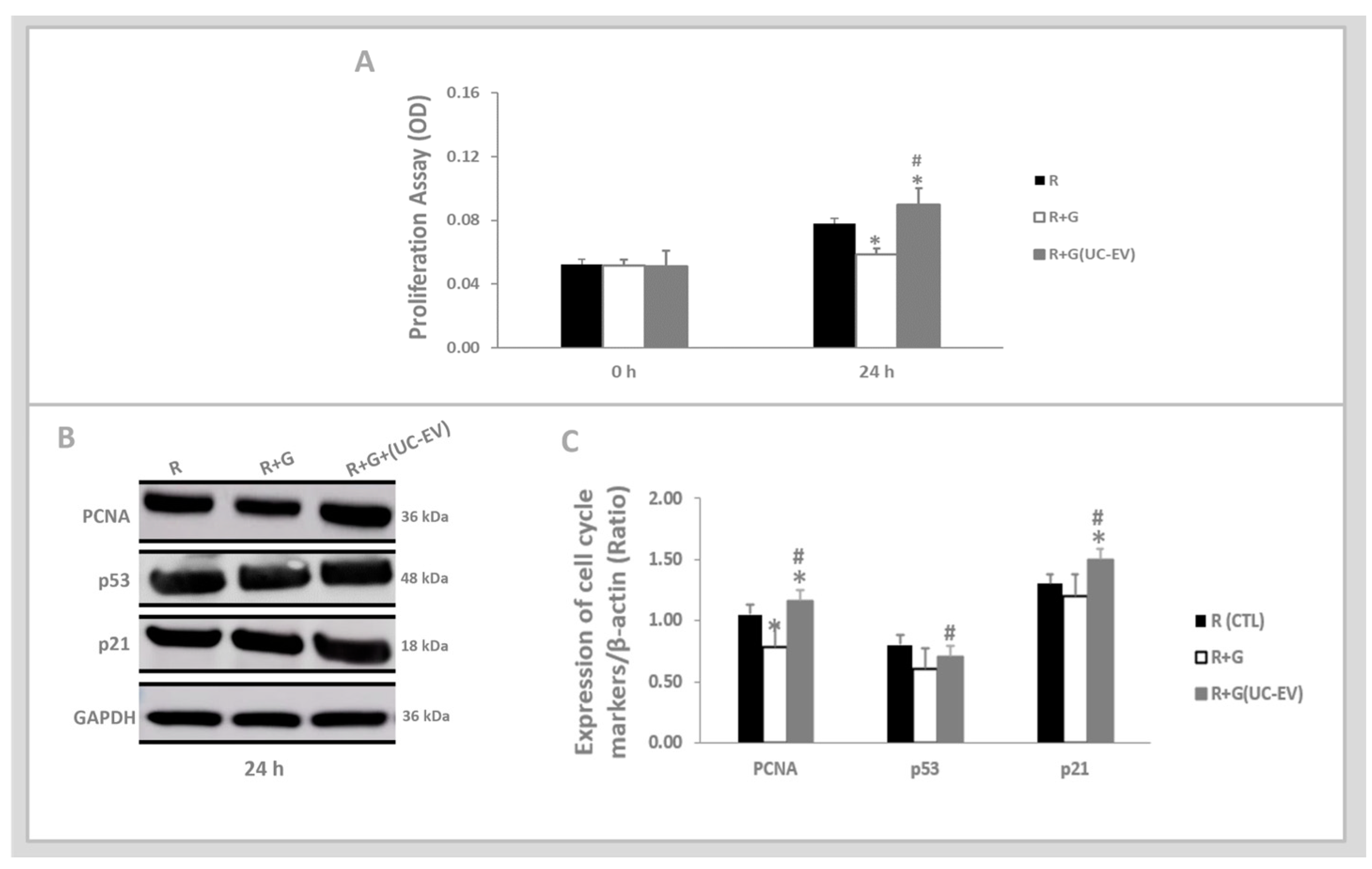 Cells 13 01658 g004 Cells 13 01658 g004