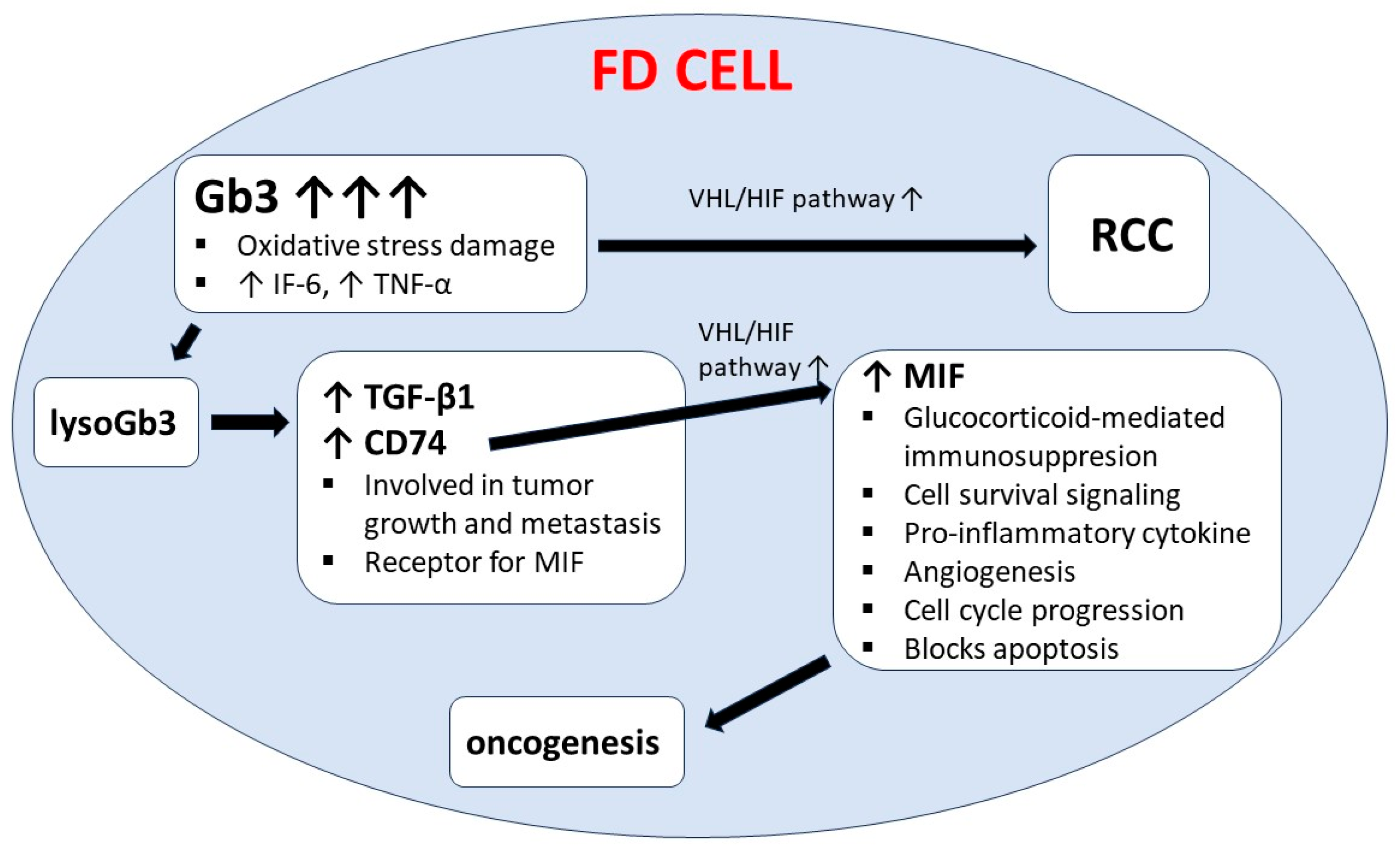 Cells 13 01664 g003