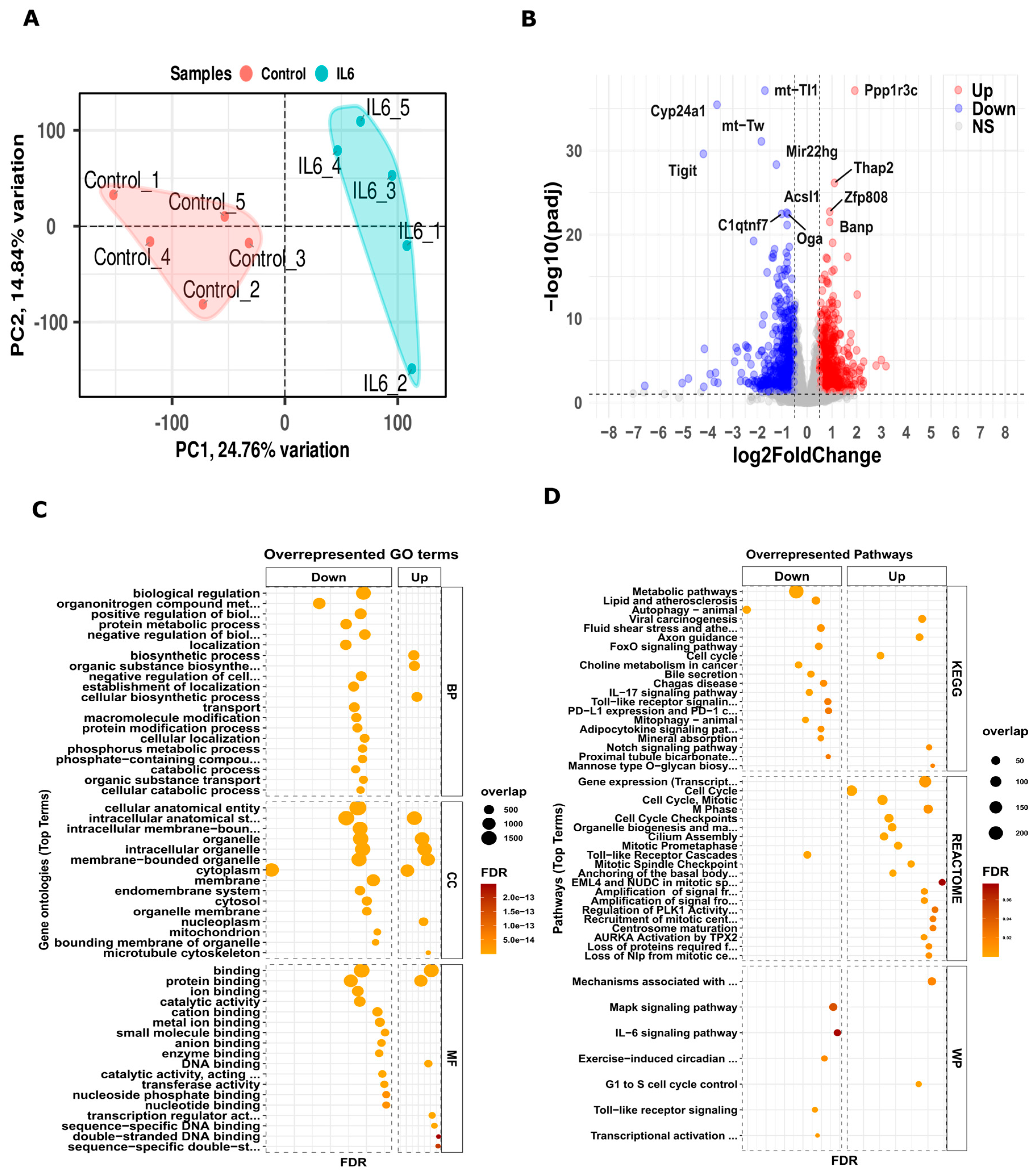 Cells 13 01667 g001 Cells 13 01667 g001