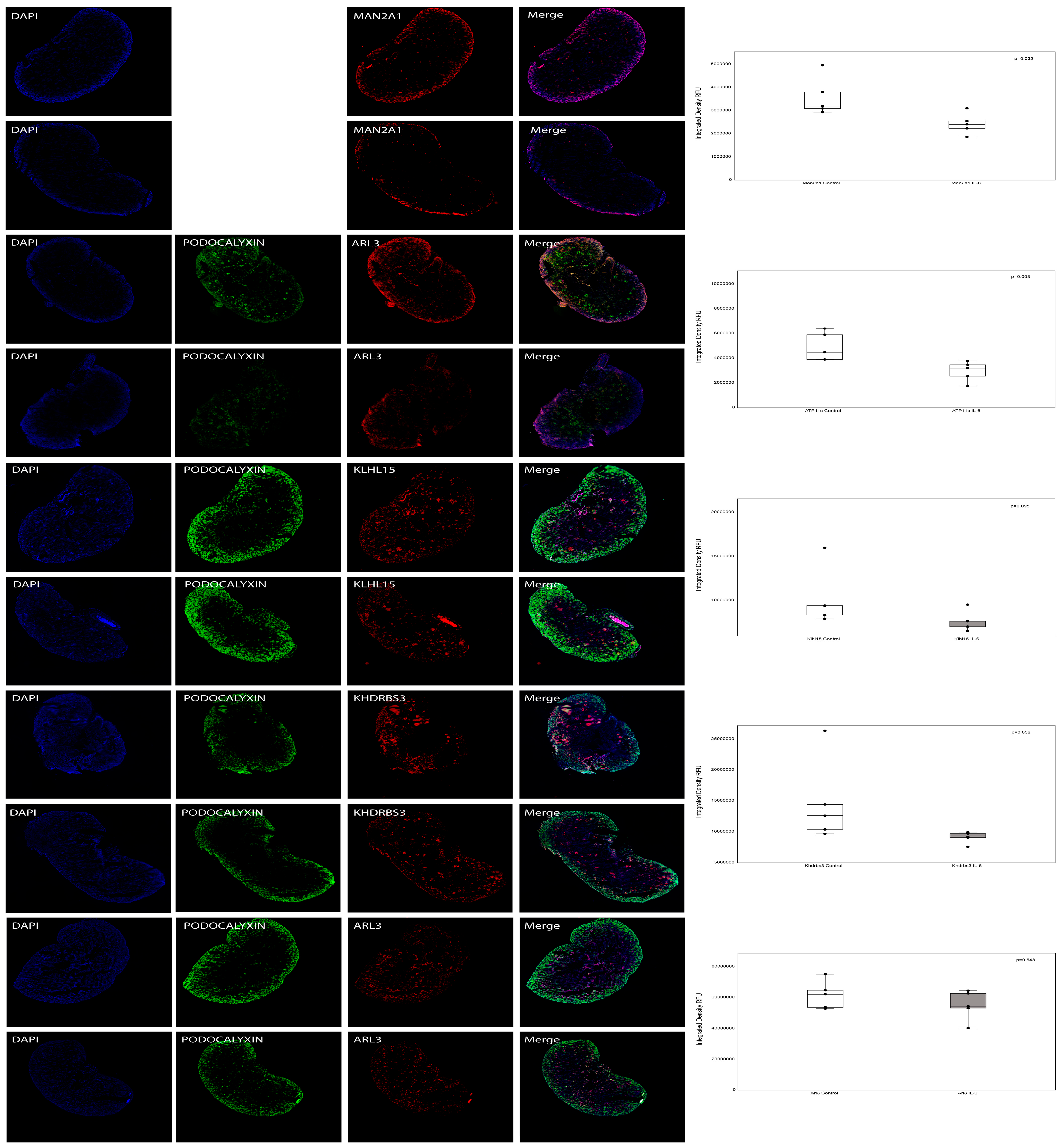 Cells 13 01667 g007 Cells 13 01667 g007