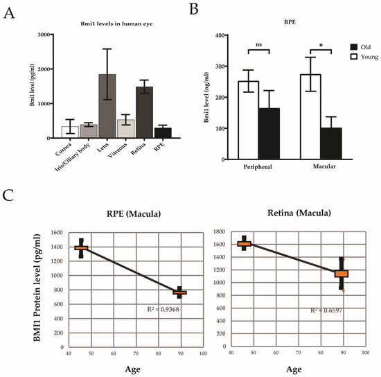 The Endogenous Expression of BMI1 in Adult Human Eyes