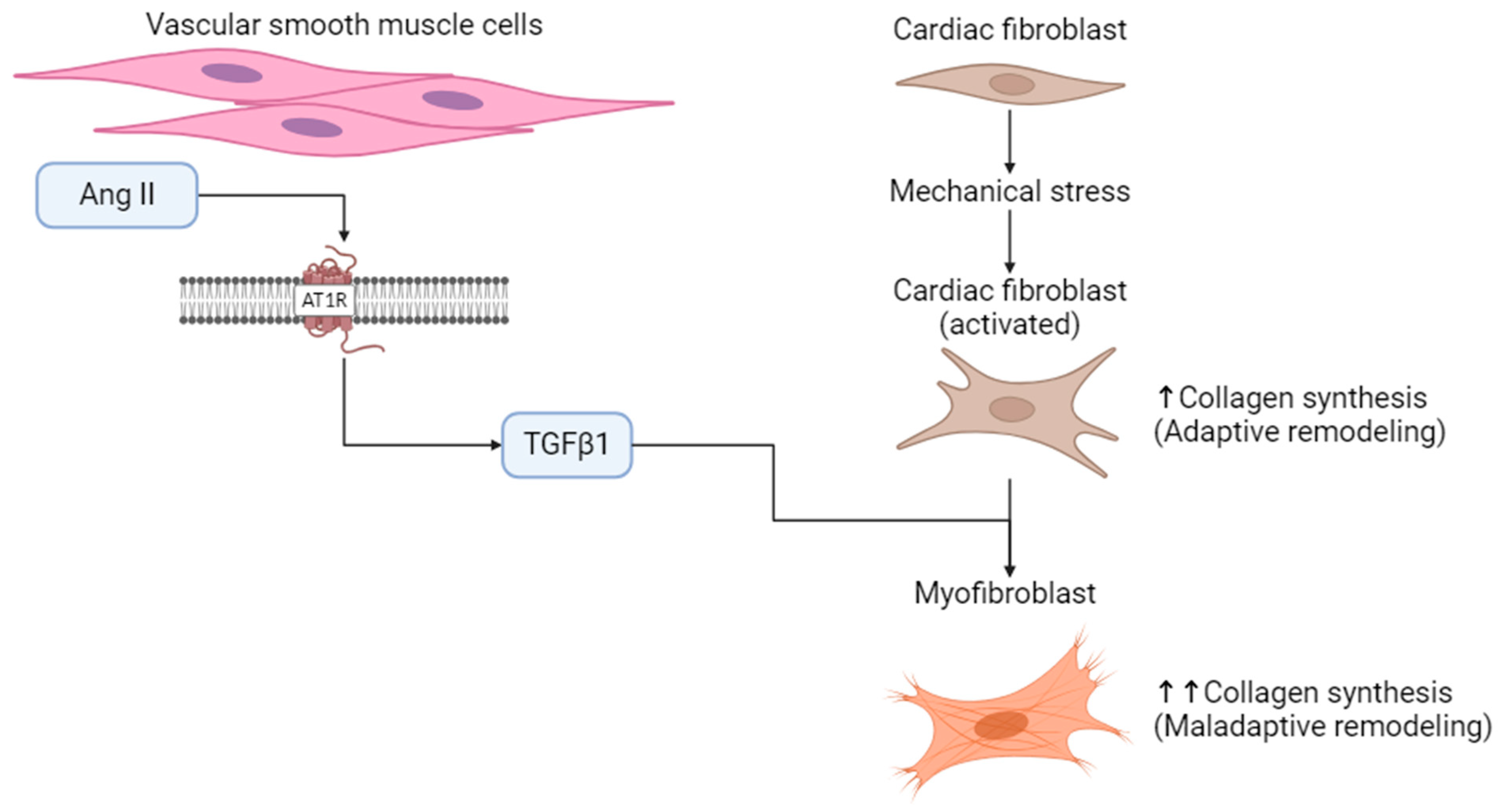 Cells 13 01685 g001 Cells 13 01685 g001