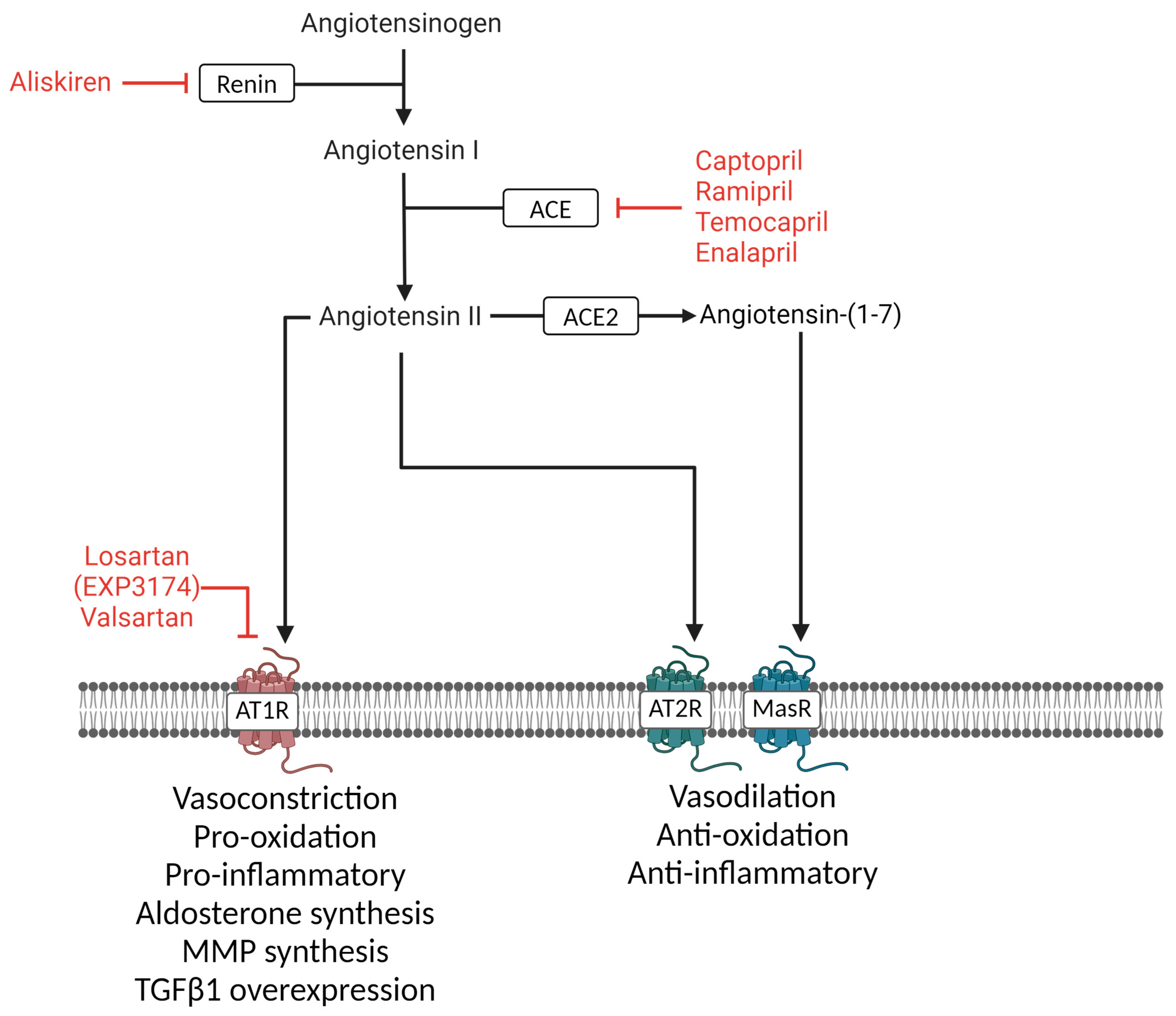 Cells 13 01685 g002 Cells 13 01685 g002