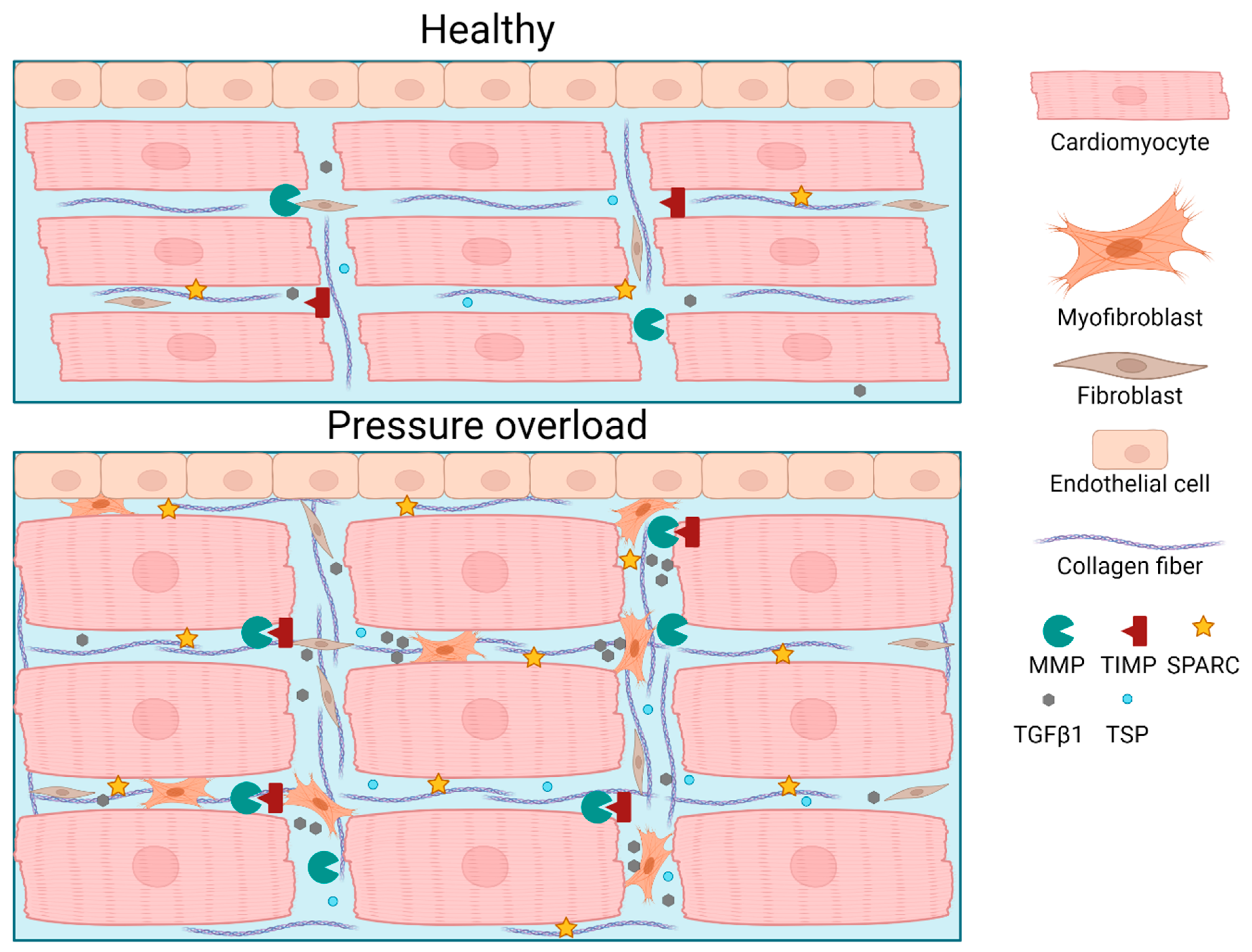 Cells 13 01685 g003 Cells 13 01685 g003