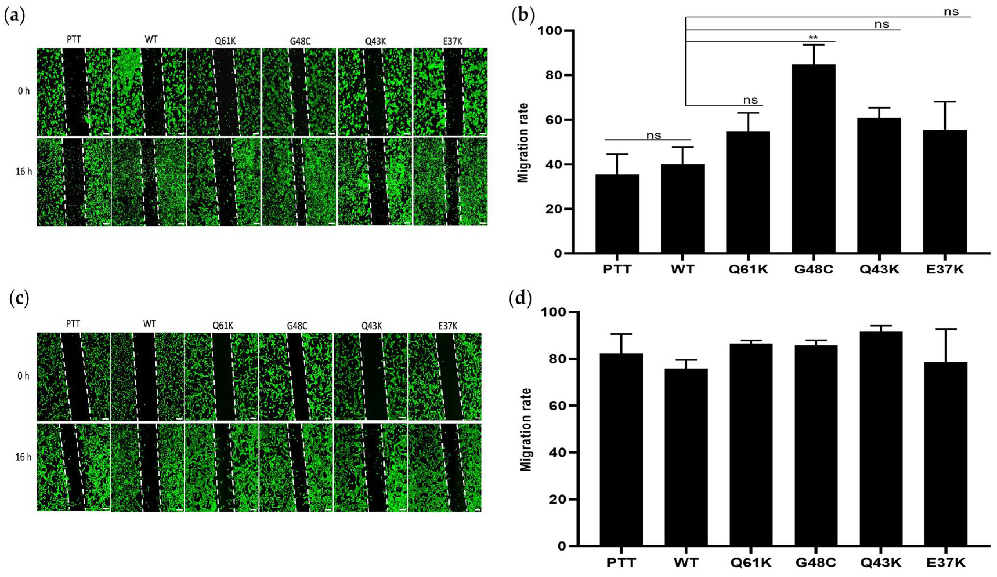 Cells 13 01691 g004 Cells 13 01691 g004