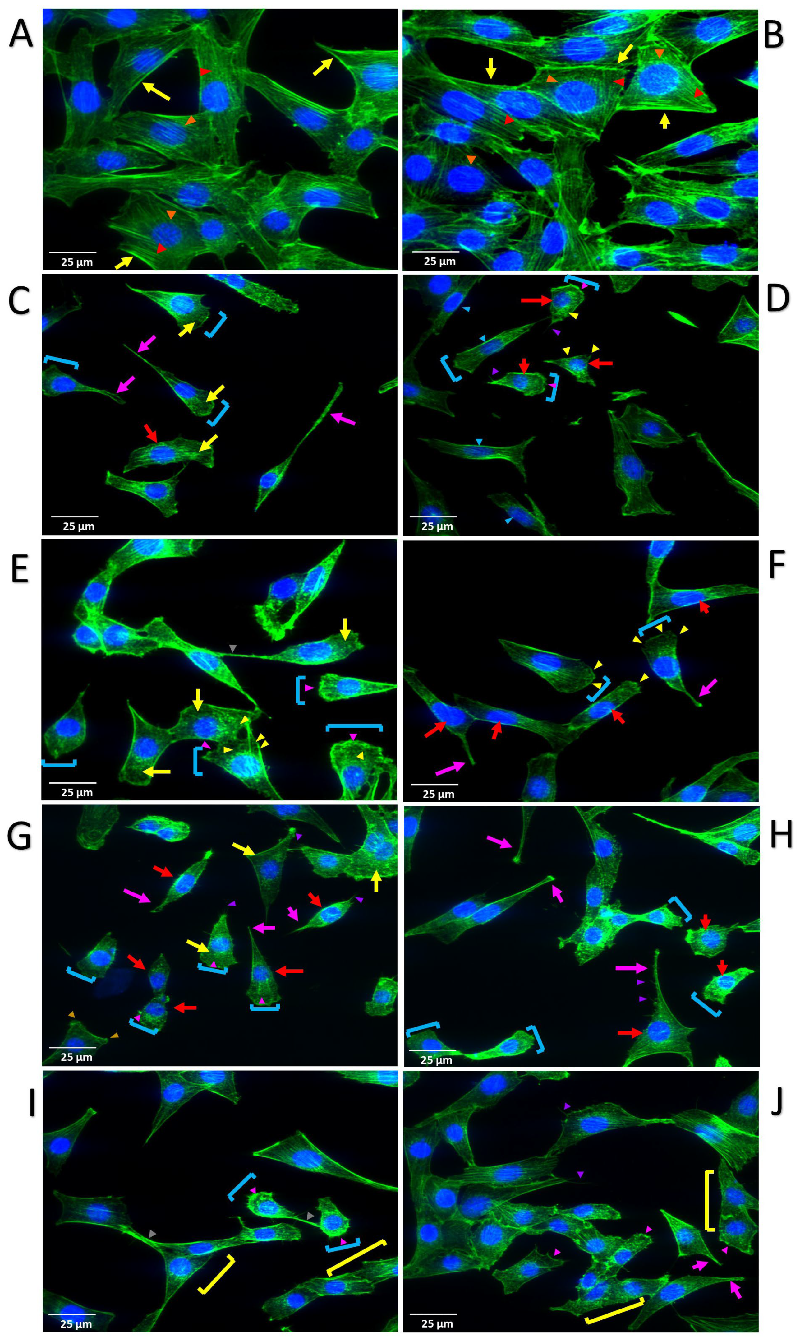 Cells 13 01691 g005 Cells 13 01691 g005