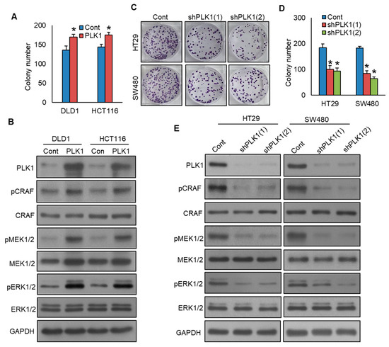 Polo-like Kinase 1 Predicts Lymph Node Metastasis in Middle