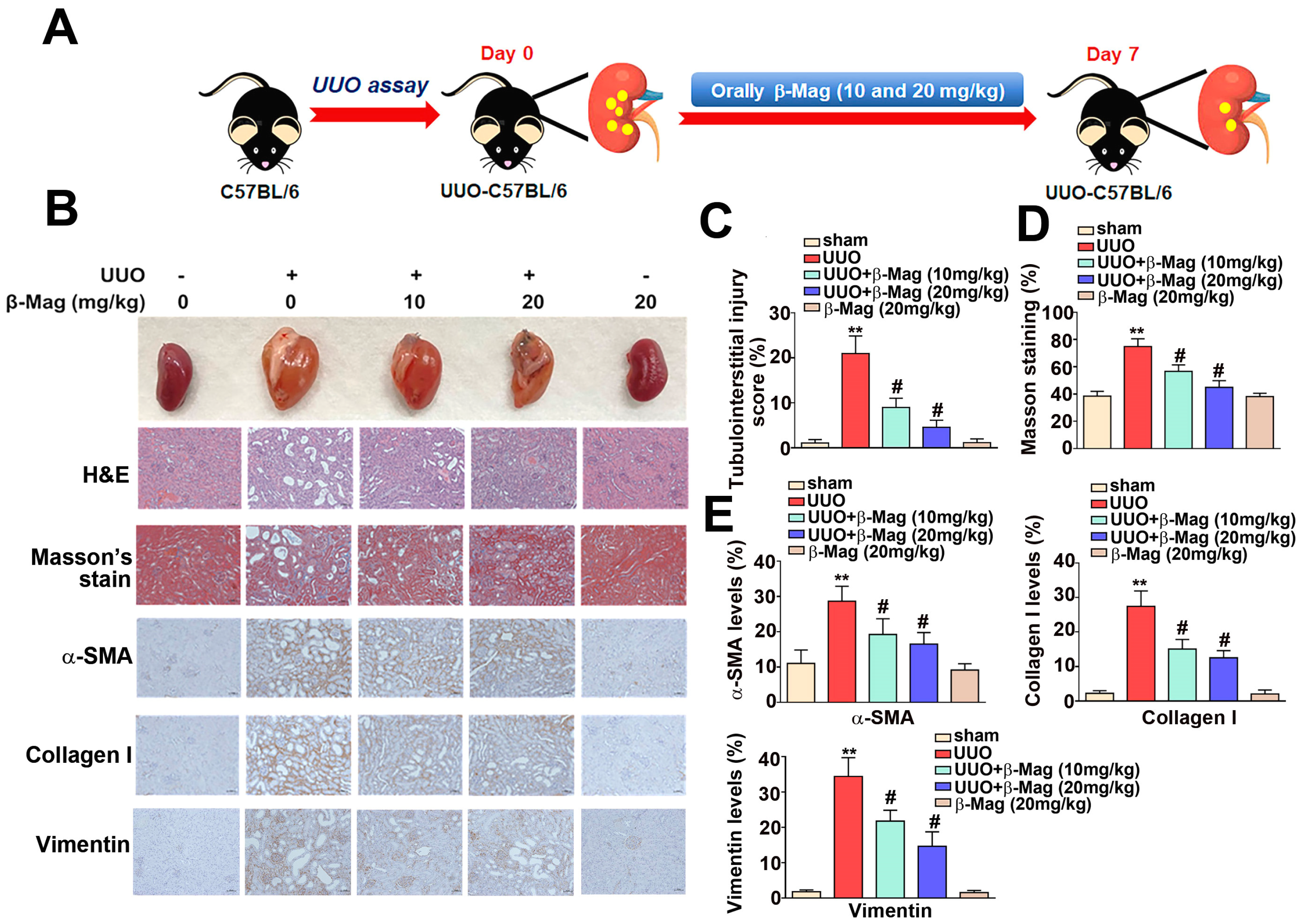 Cells 13 01701 g001 Cells 13 01701 g001
