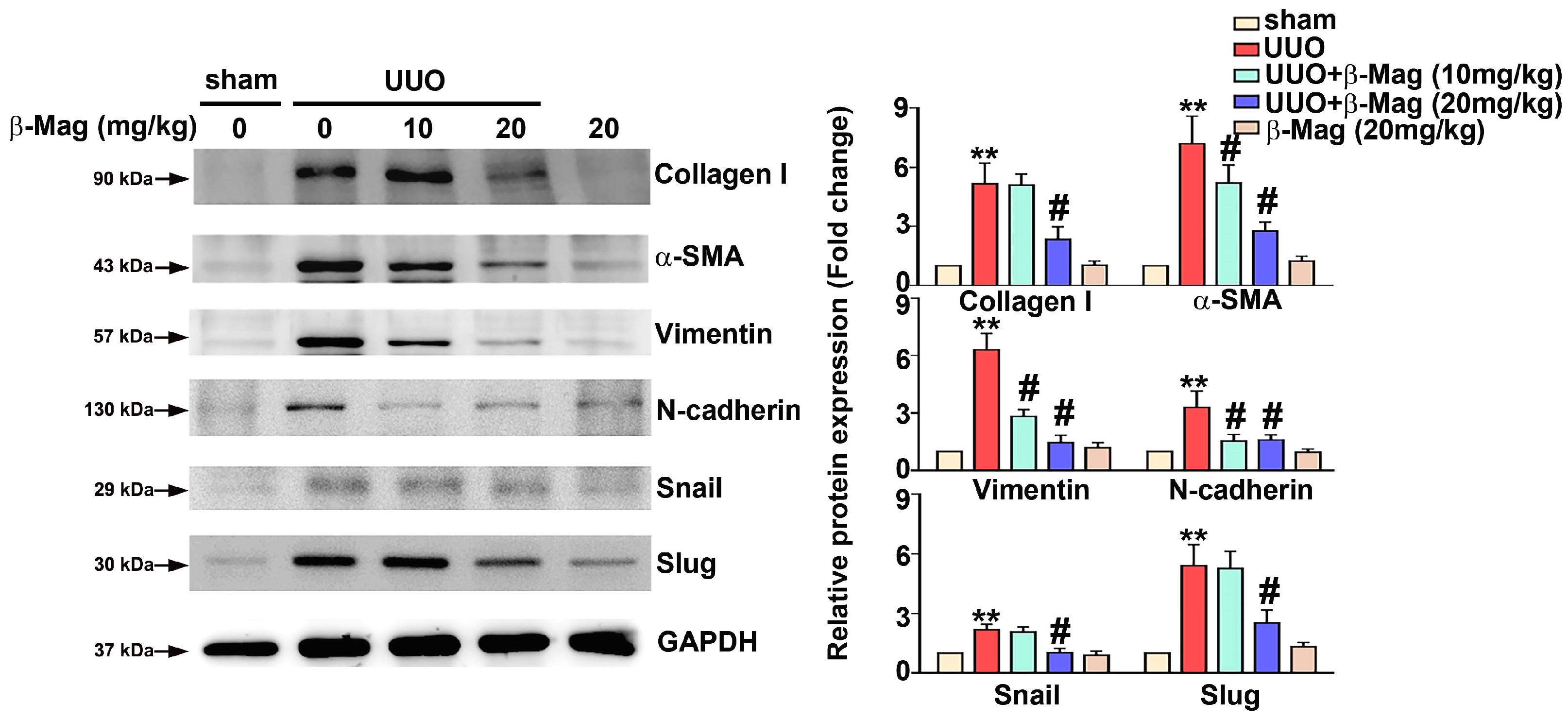 Cells 13 01701 g002 Cells 13 01701 g002