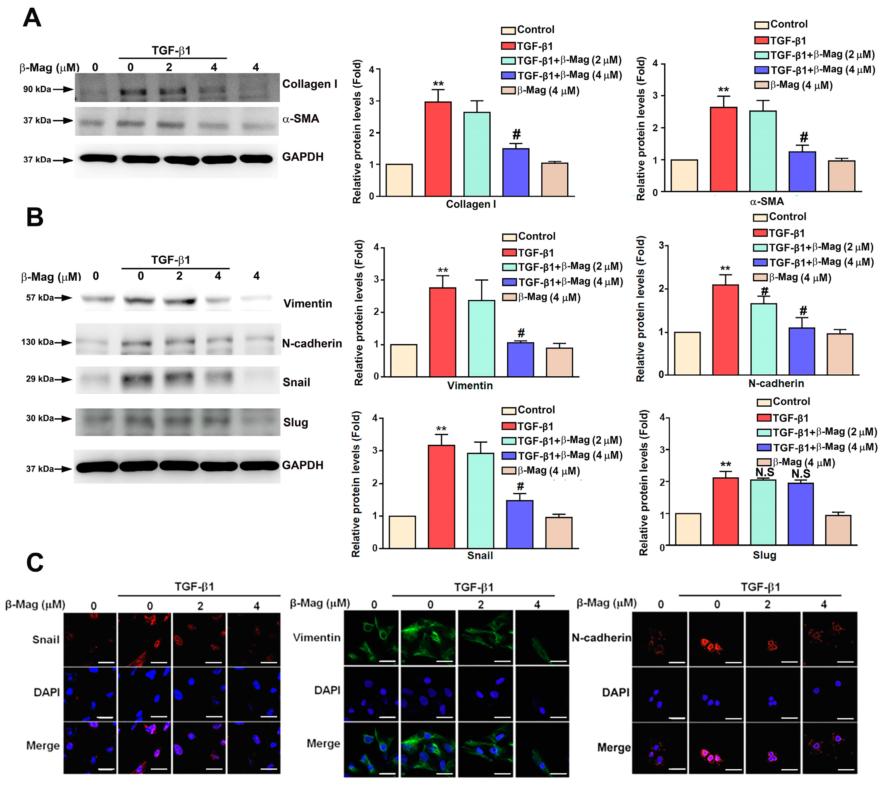 Cells 13 01701 g004 Cells 13 01701 g004