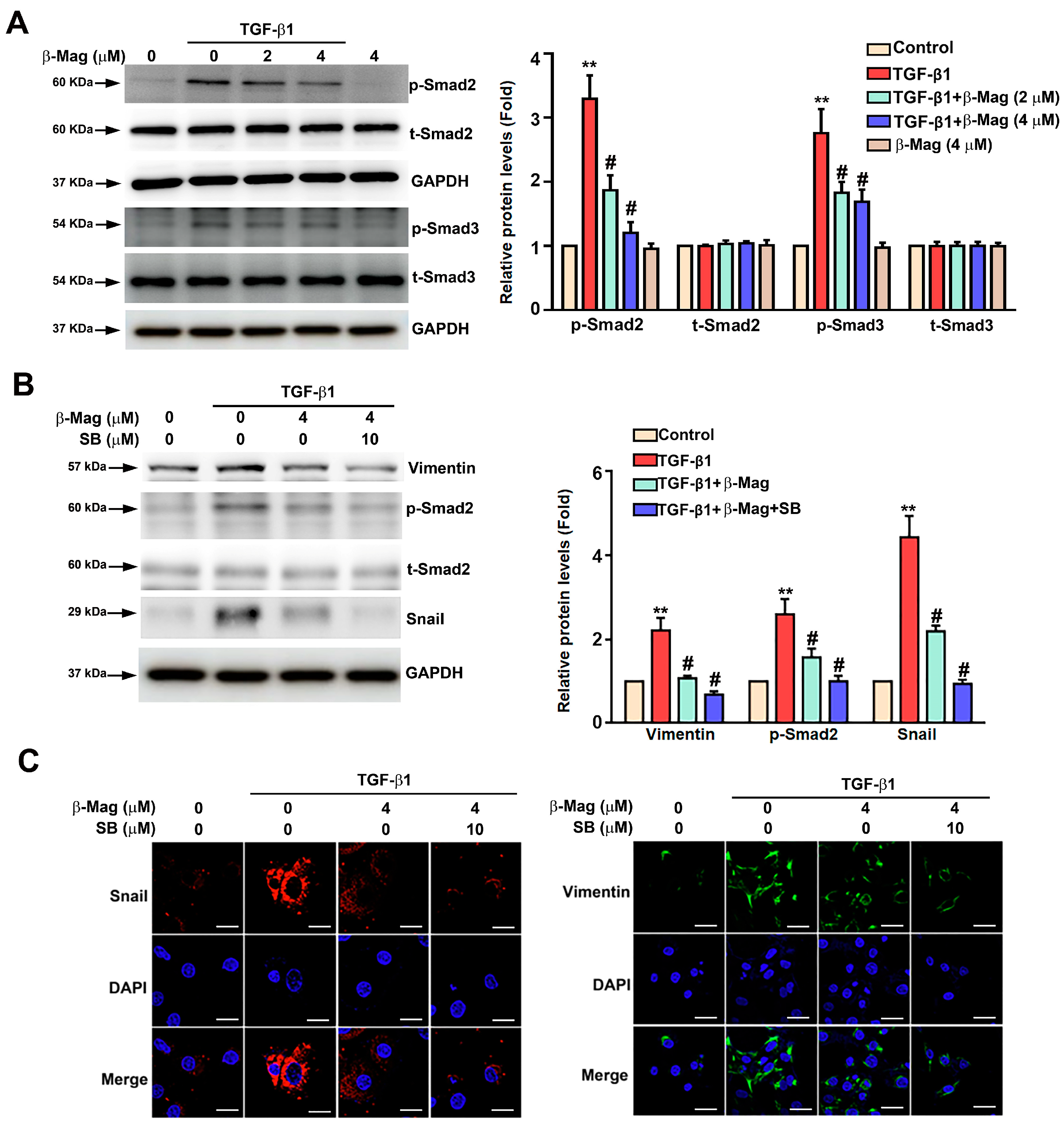 Cells 13 01701 g005 Cells 13 01701 g005