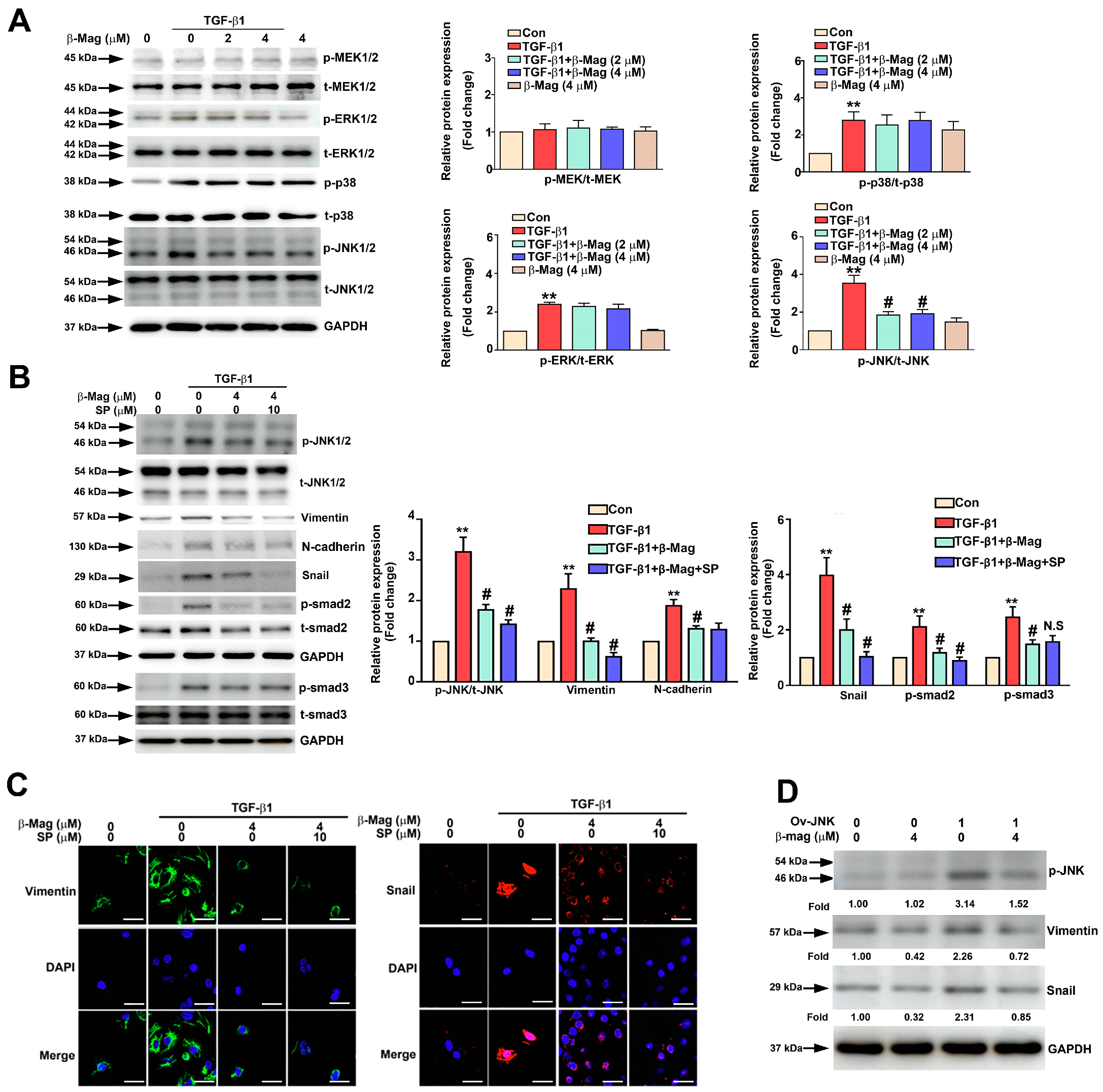 Cells 13 01701 g006 Cells 13 01701 g006