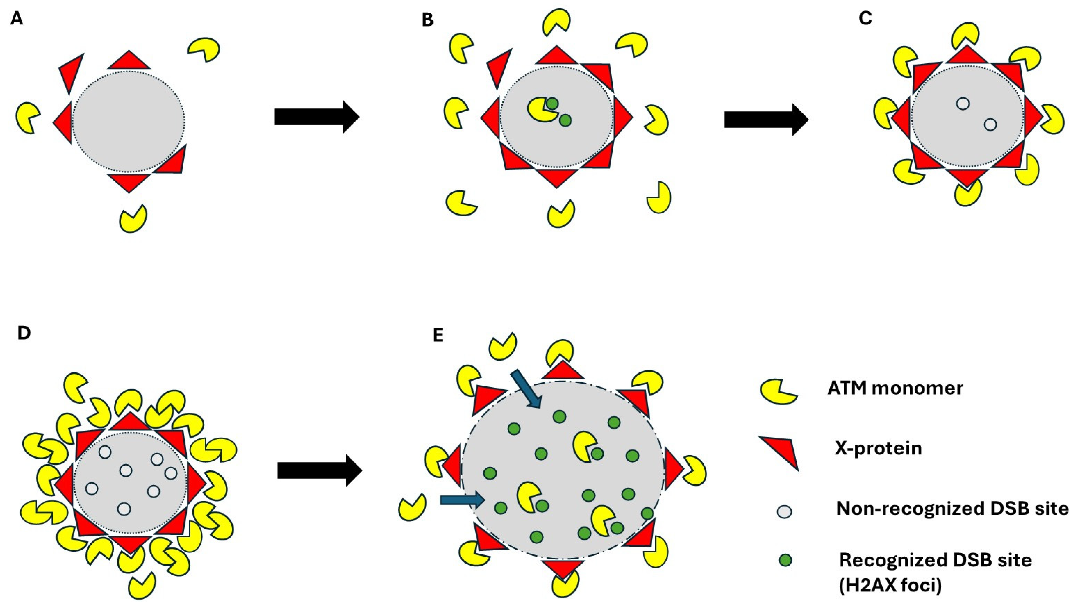 Cells 13 01703 g005 Cells 13 01703 g005