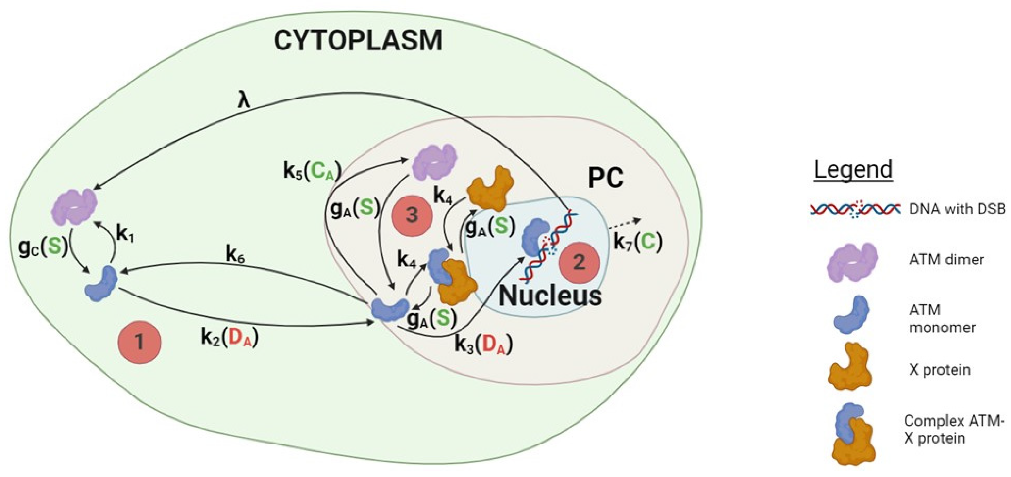 Cells 13 01703 g007 Cells 13 01703 g007