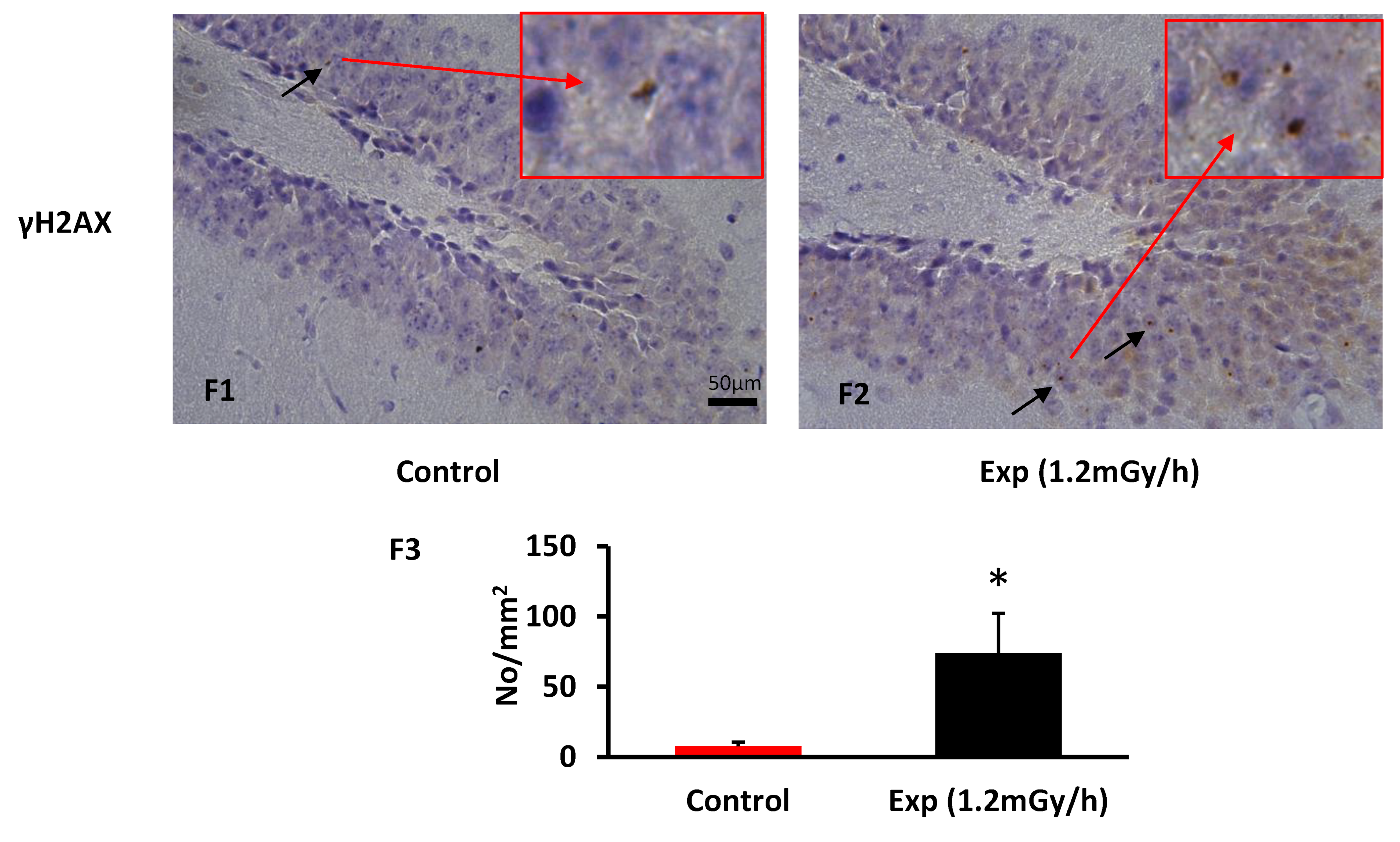 Cells 13 01705 g003b Cells 13 01705 g003b