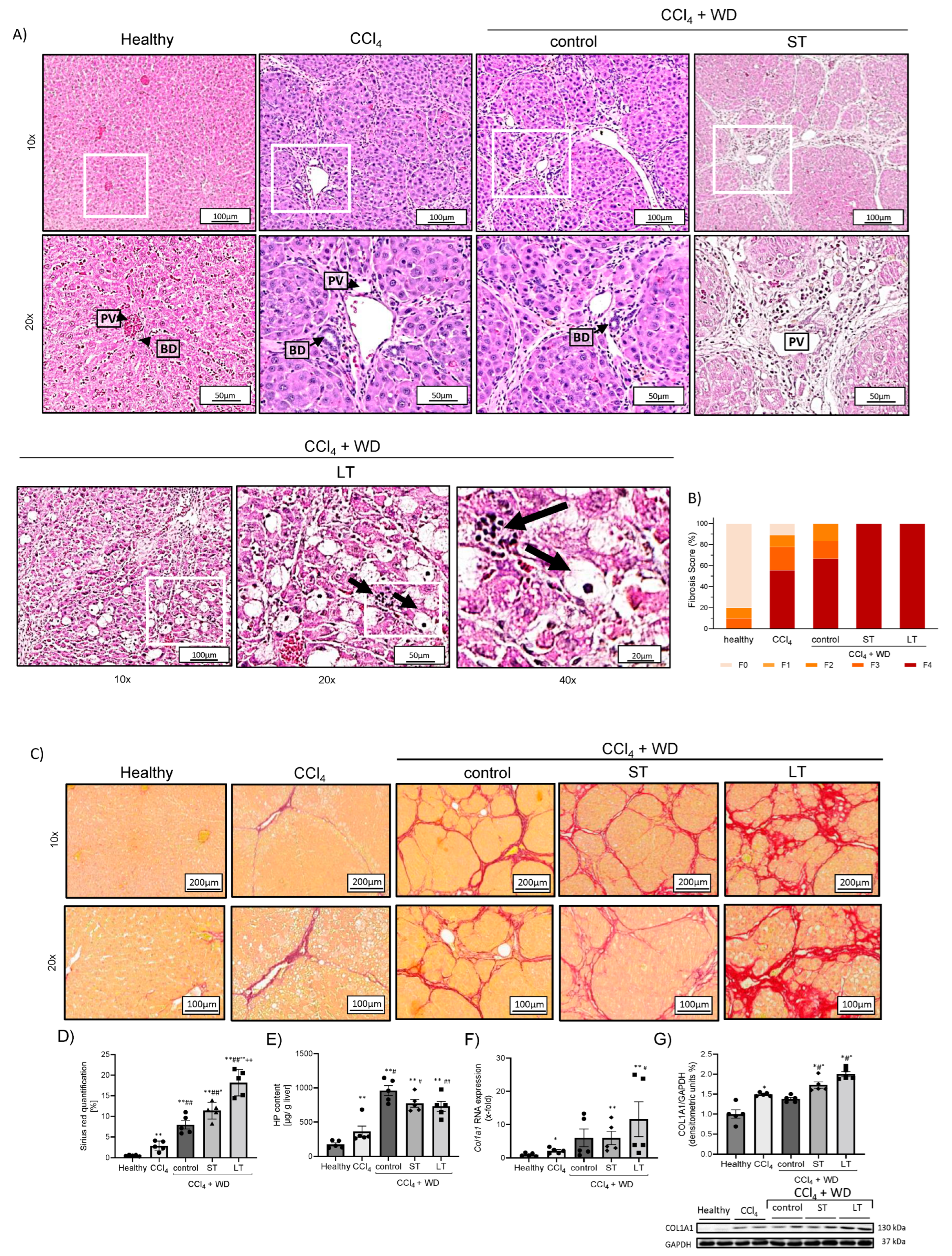 Cells 13 01707 g002a