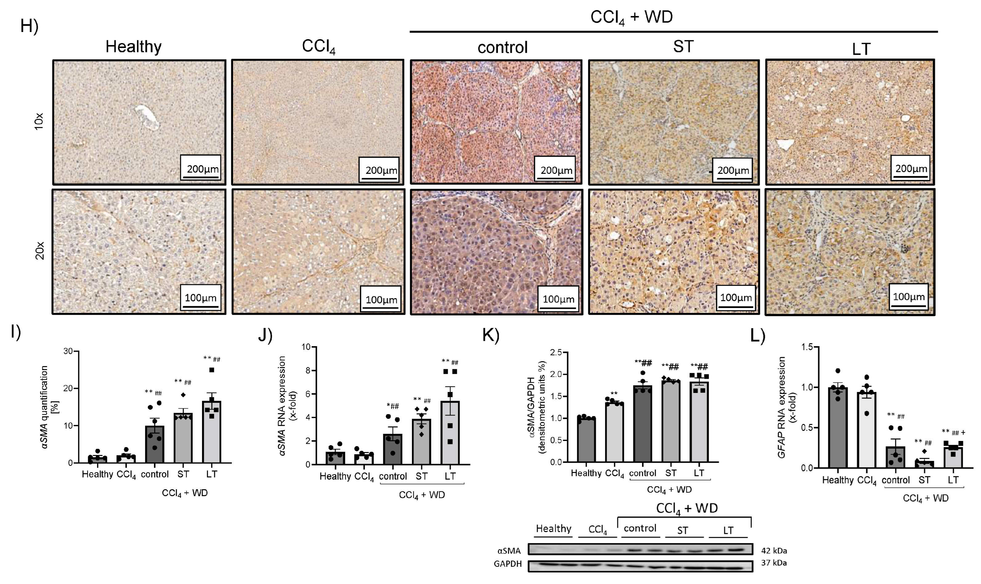 Cells 13 01707 g002b